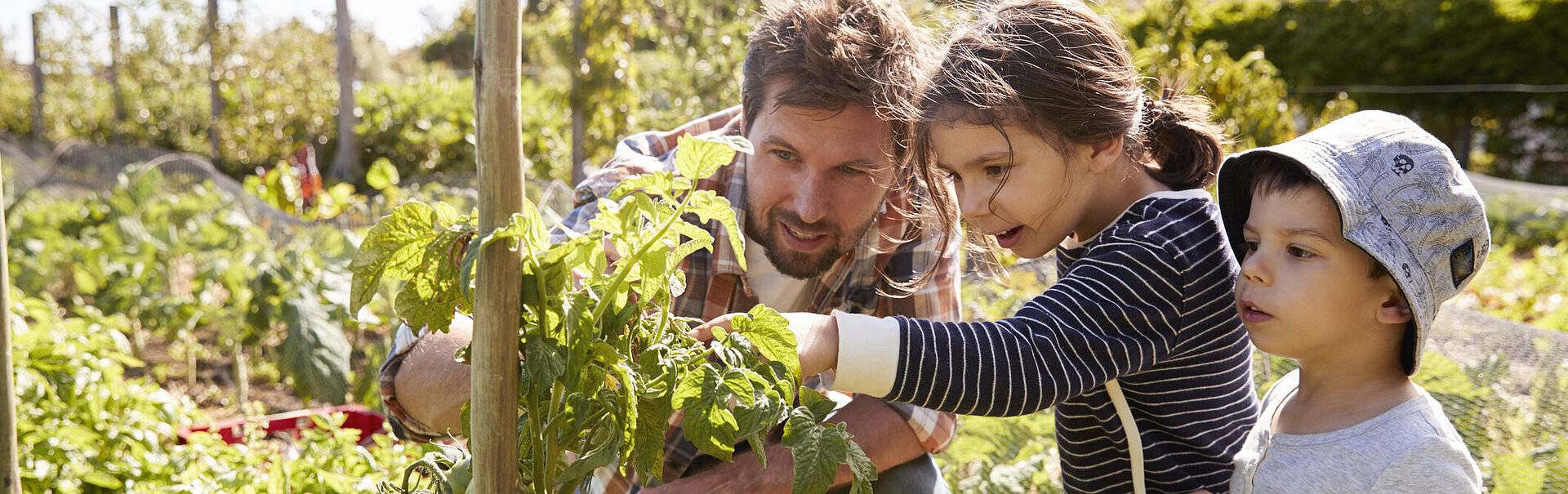 Father And Children Looking At Tomatoes Growing On Allotment