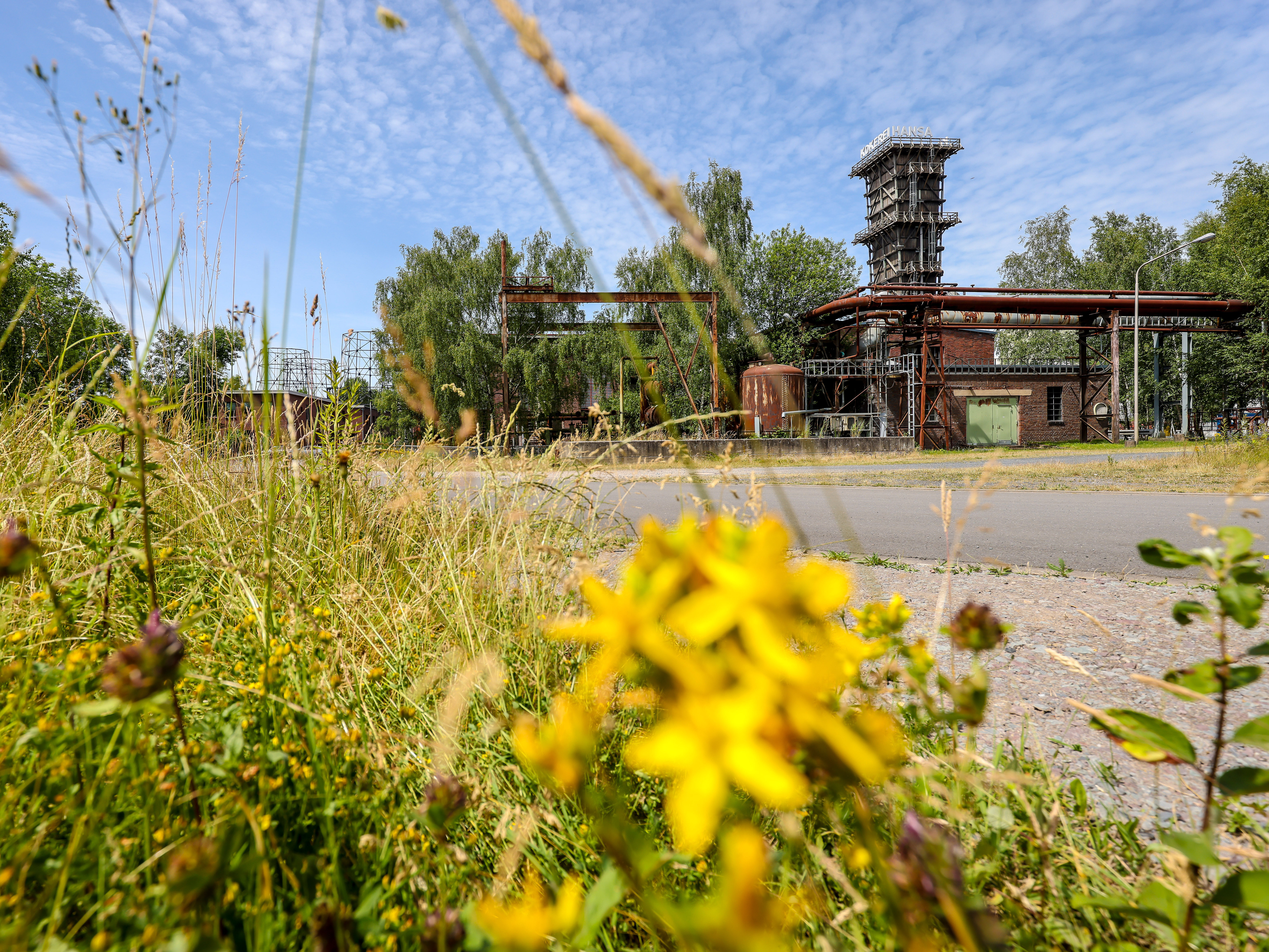 Im Vordergrund Grünstreifen mit Gräsern und blühendem Johanniskraut, im Hintergrund rechts der Kühlturm und weitere industriekulturelle Anlagen der Kokerei Hansa