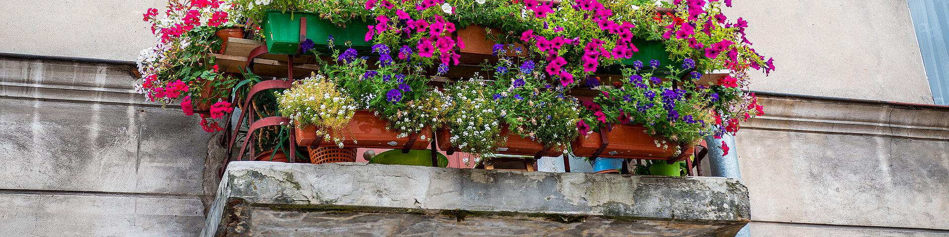 Old dilapidated balcony filled with lots of beautiful colorful flowers.
