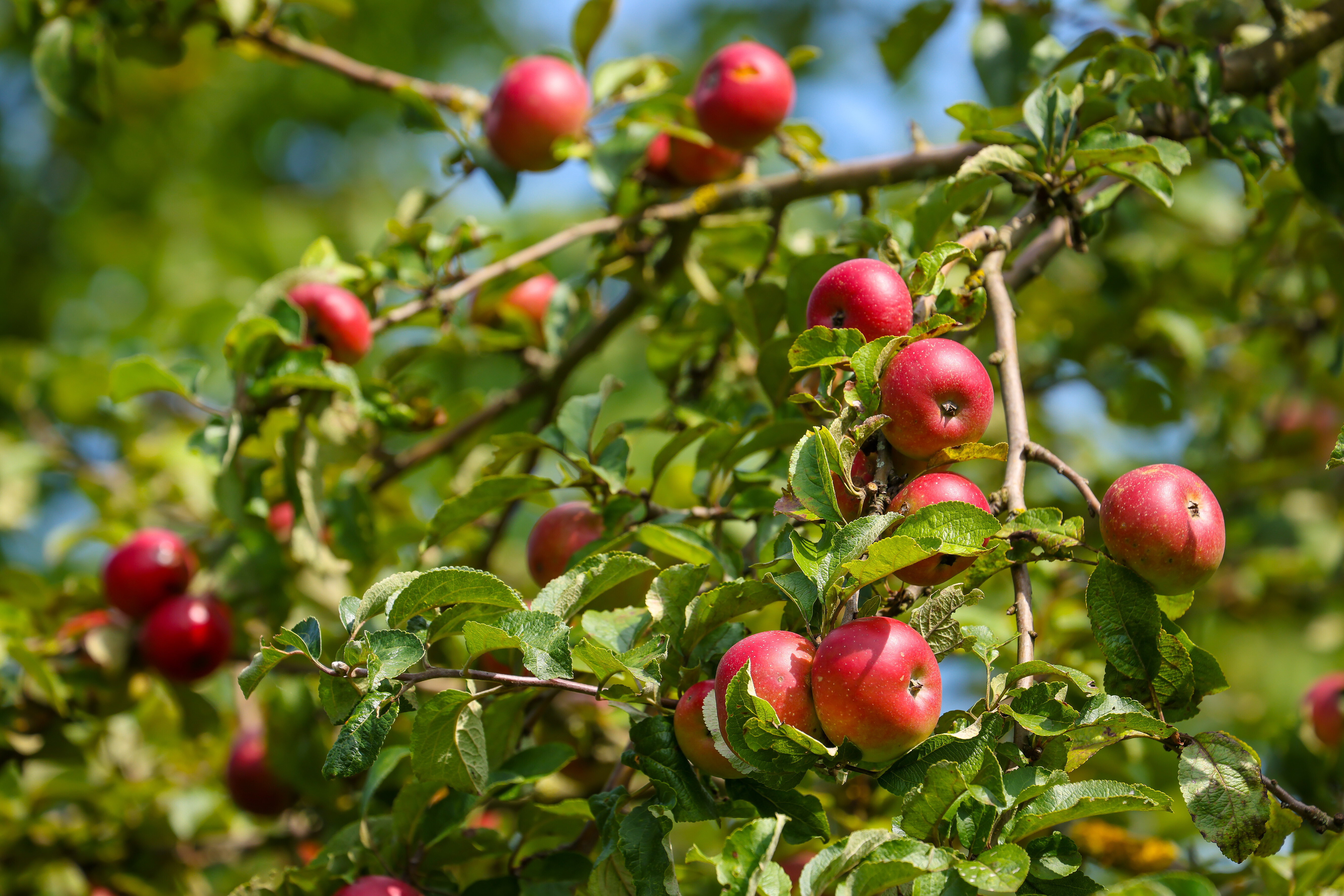 Ein Apfelbaum mit einem Strauch voll roter Äpfel aus der Nahaufnahme