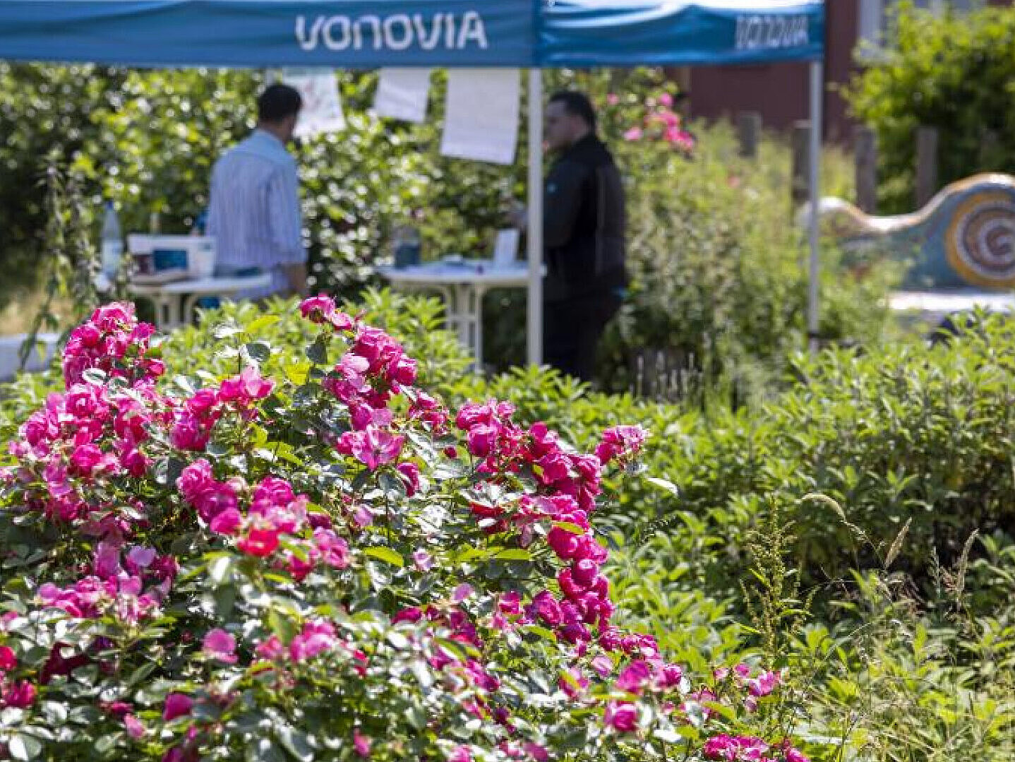 Eine öffentlich nutzbare Grünfläche mit blühendem Rosenbusch im Vordergrund und einem Informationsstand der Vonovia im Hintergrund
