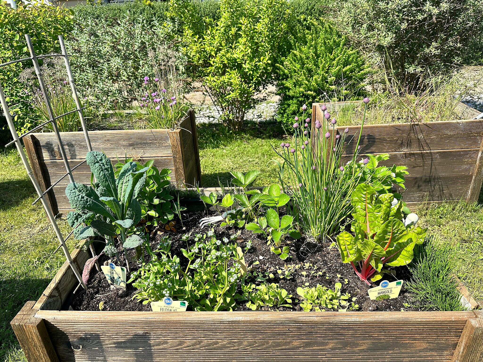 Hochbeet mit Gemüse im Genossenschaftsgarten Hochbeet mit Gemüse im Genossenschaftsgarten
