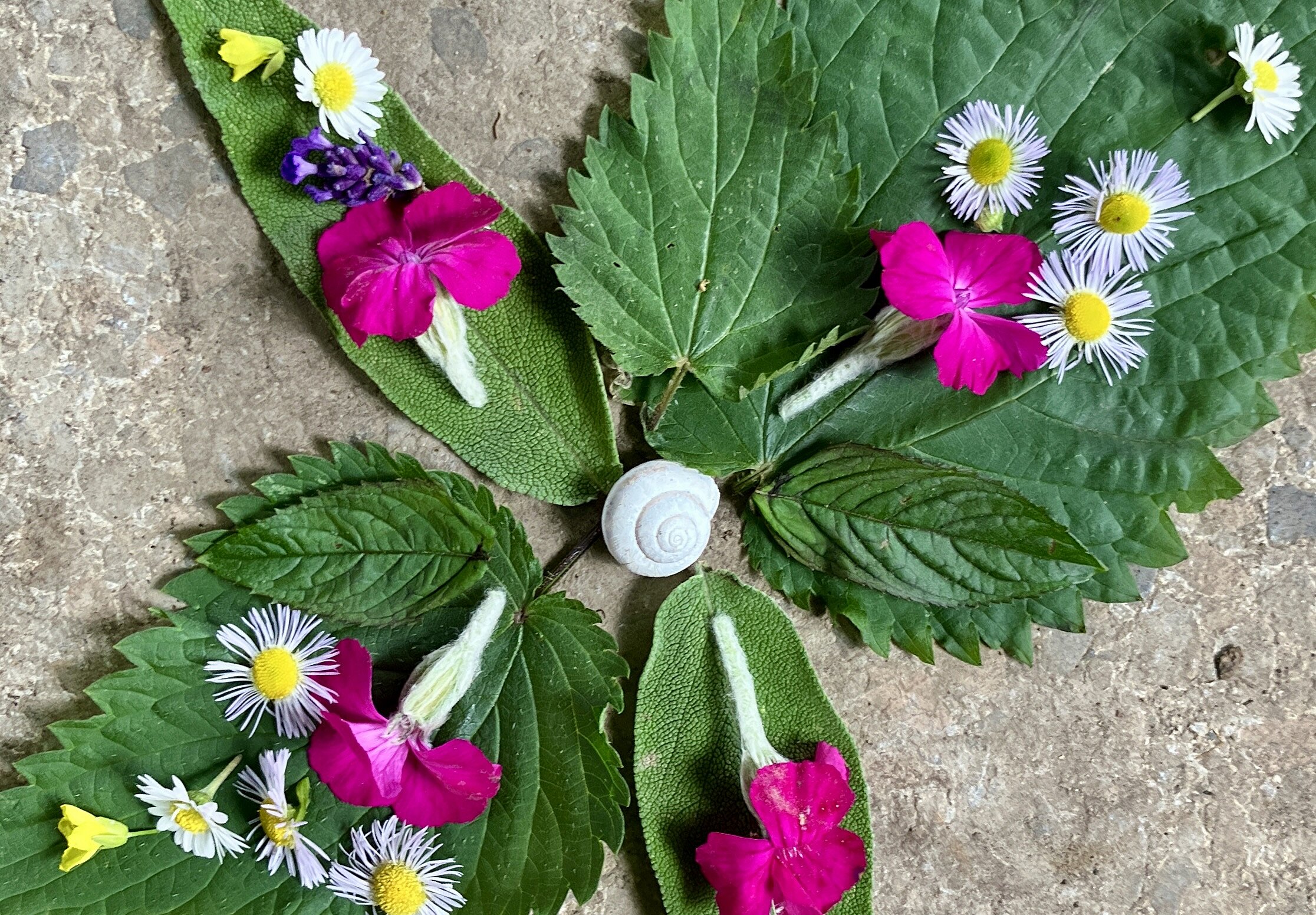 Querwaldein e.V. Verschiedene Blüten und Blätter, im Kreis liegend