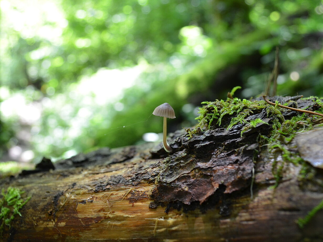 Pilz auf Stamm Totholz im Wald