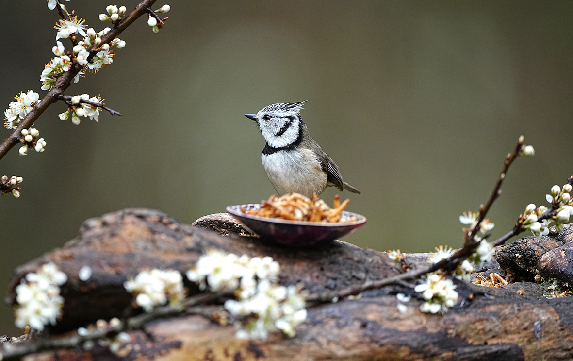 Die Wildvogelfutter-Challenge Haubenmeise frisst Mehlwürmer