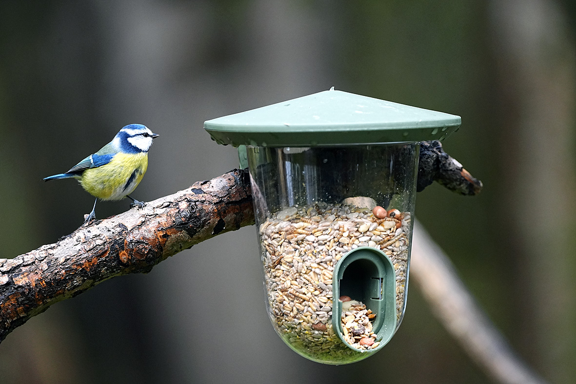 Vogelrestaurant Blaumeise am Futterspender