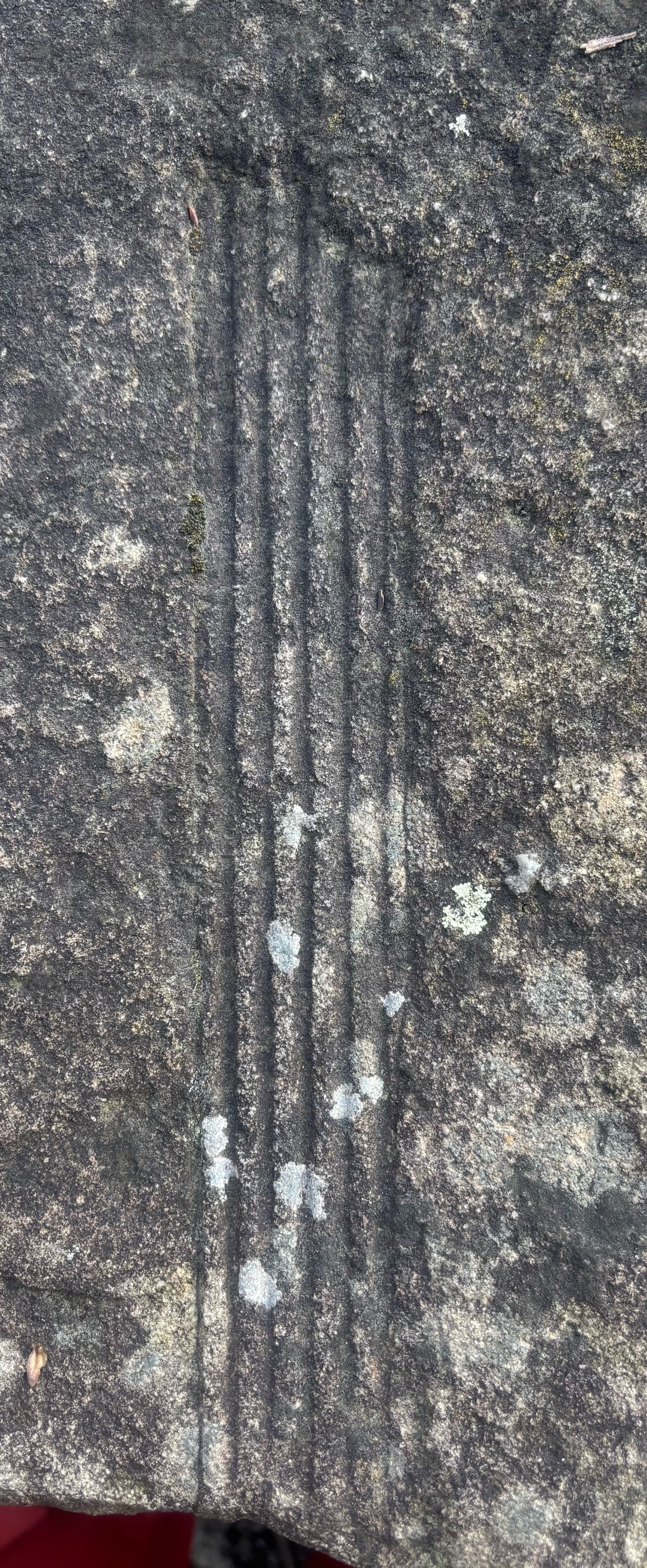 fossiler Schachtelhalm Ralf Nickel 2025