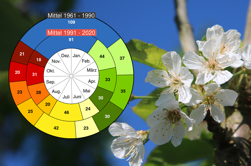 Phänologische Uhr Das Bild zeigt eine phänologische Uhr und daneben eine Blüte eines Obstbaumes