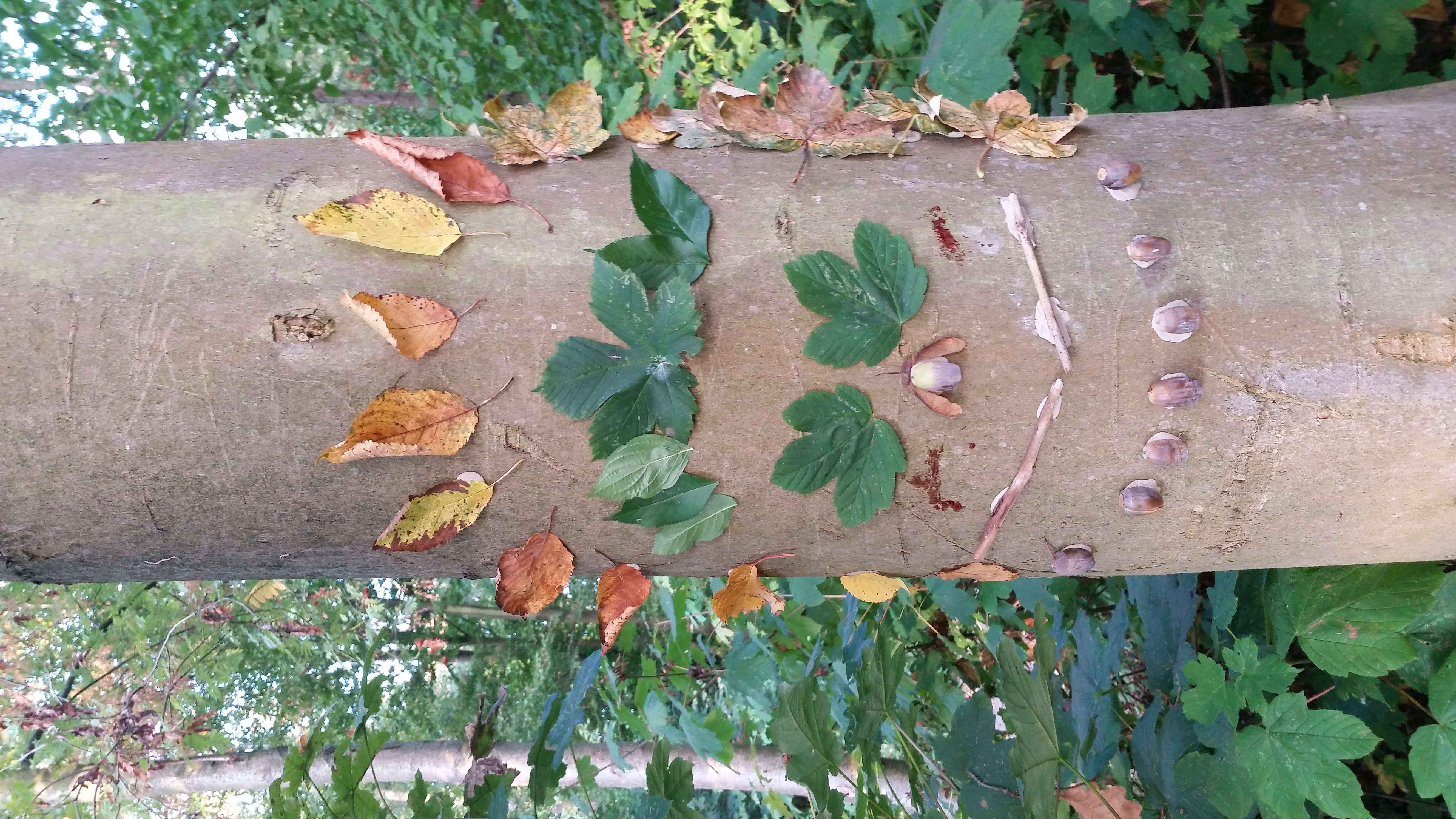 Landart Ein Baum wird mit Naturmaterialien ein Gesicht verliehen.