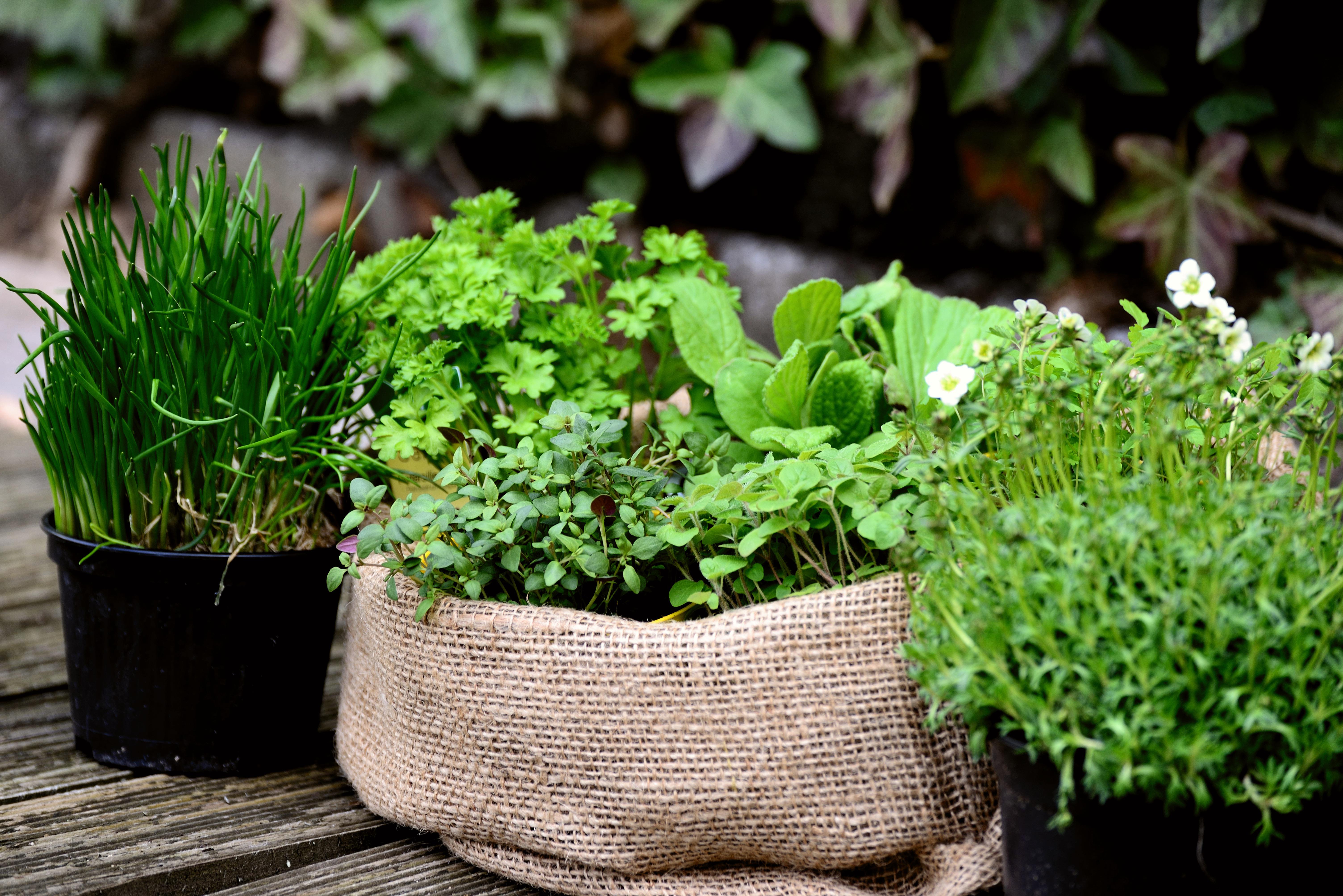 Congerdesign_Garden-plants Das Bild zeigt verschiedene Käuter in Töpfen
