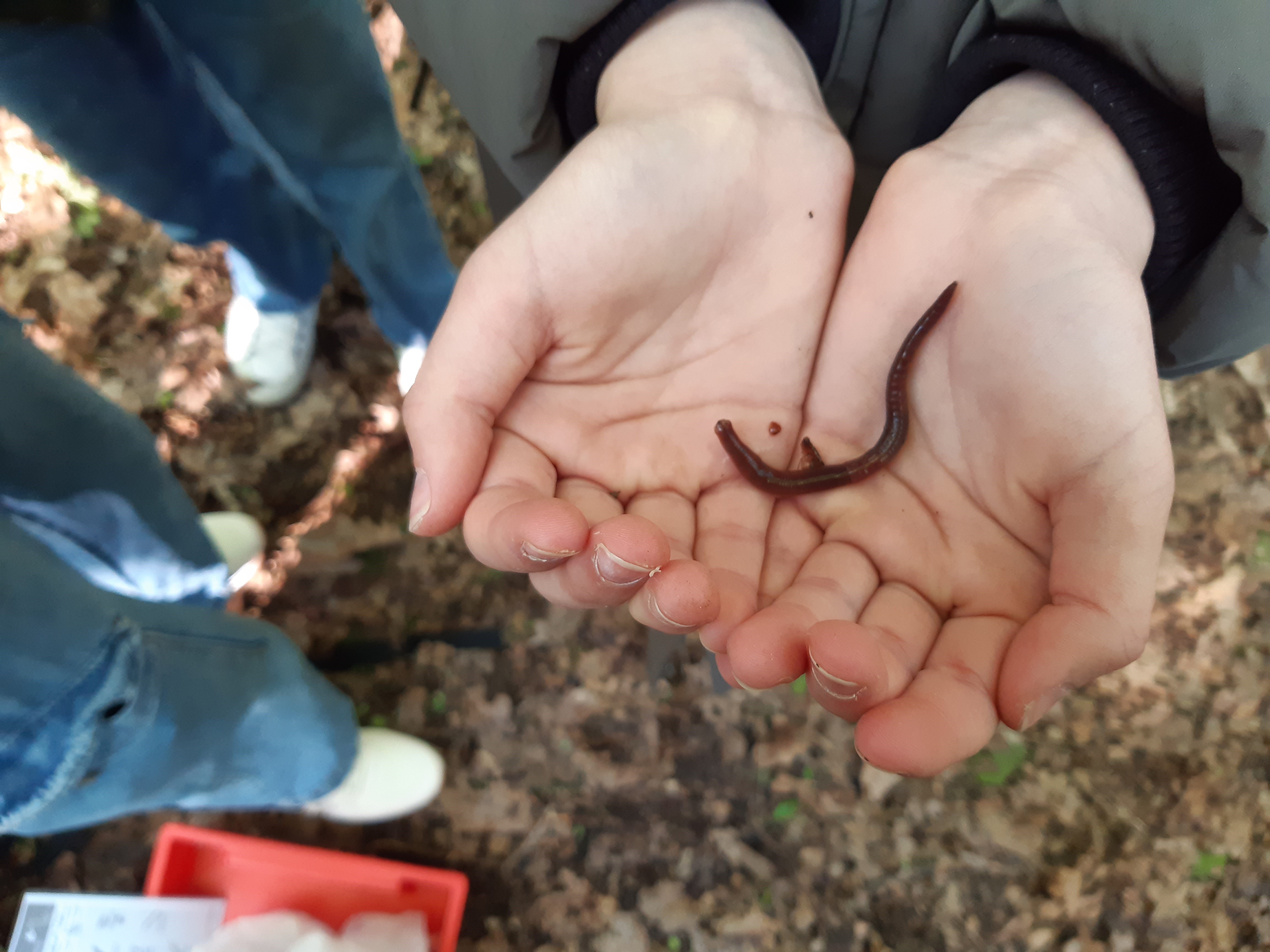 Bodenmodul_Dortmund_Bormann_2024 Regenwurm auf einer Hand