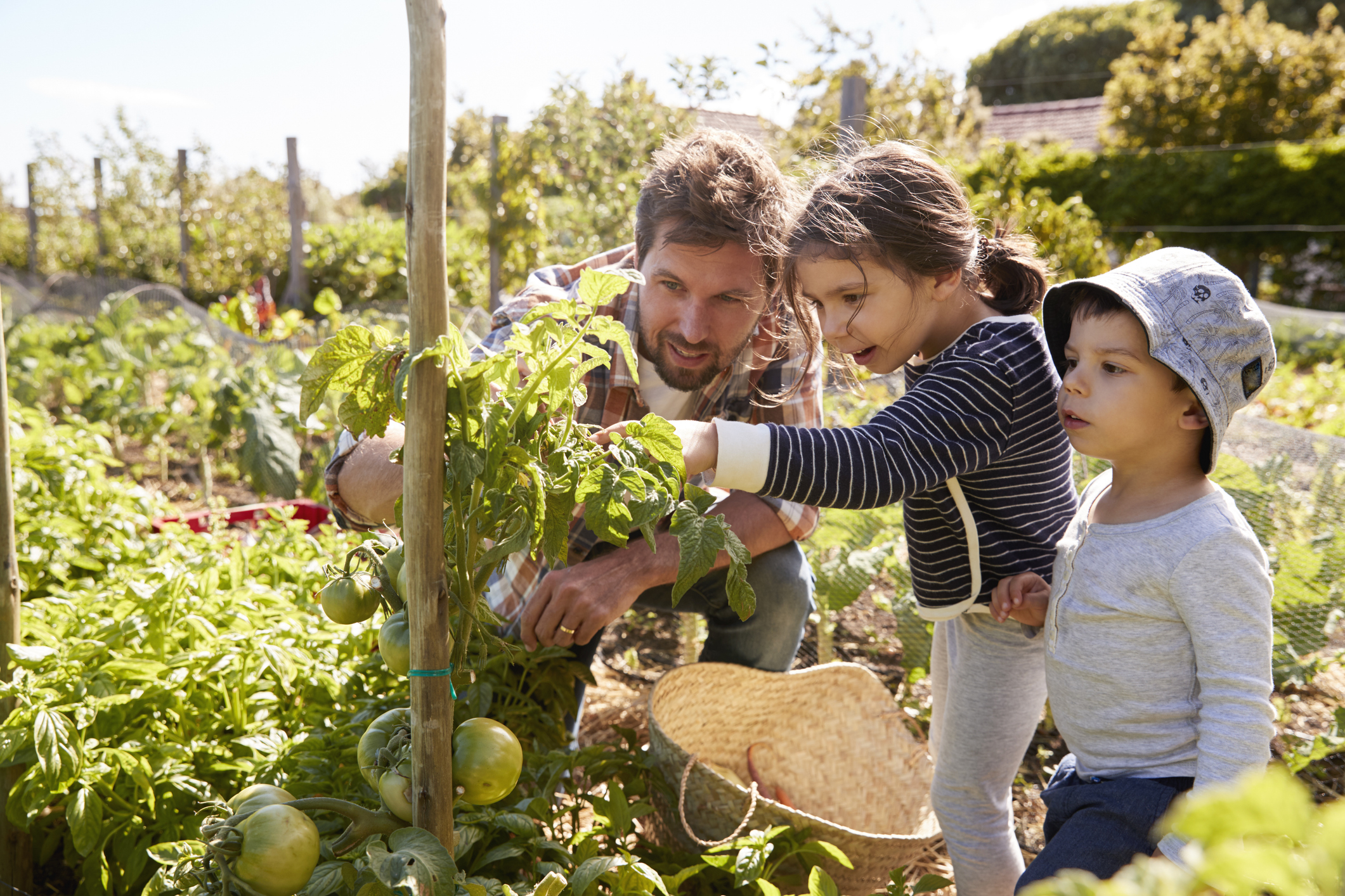Father And Children Looking At Tomatoes Growing On Allotment Father And Children Looking At Tomatoes Growing On Allotment