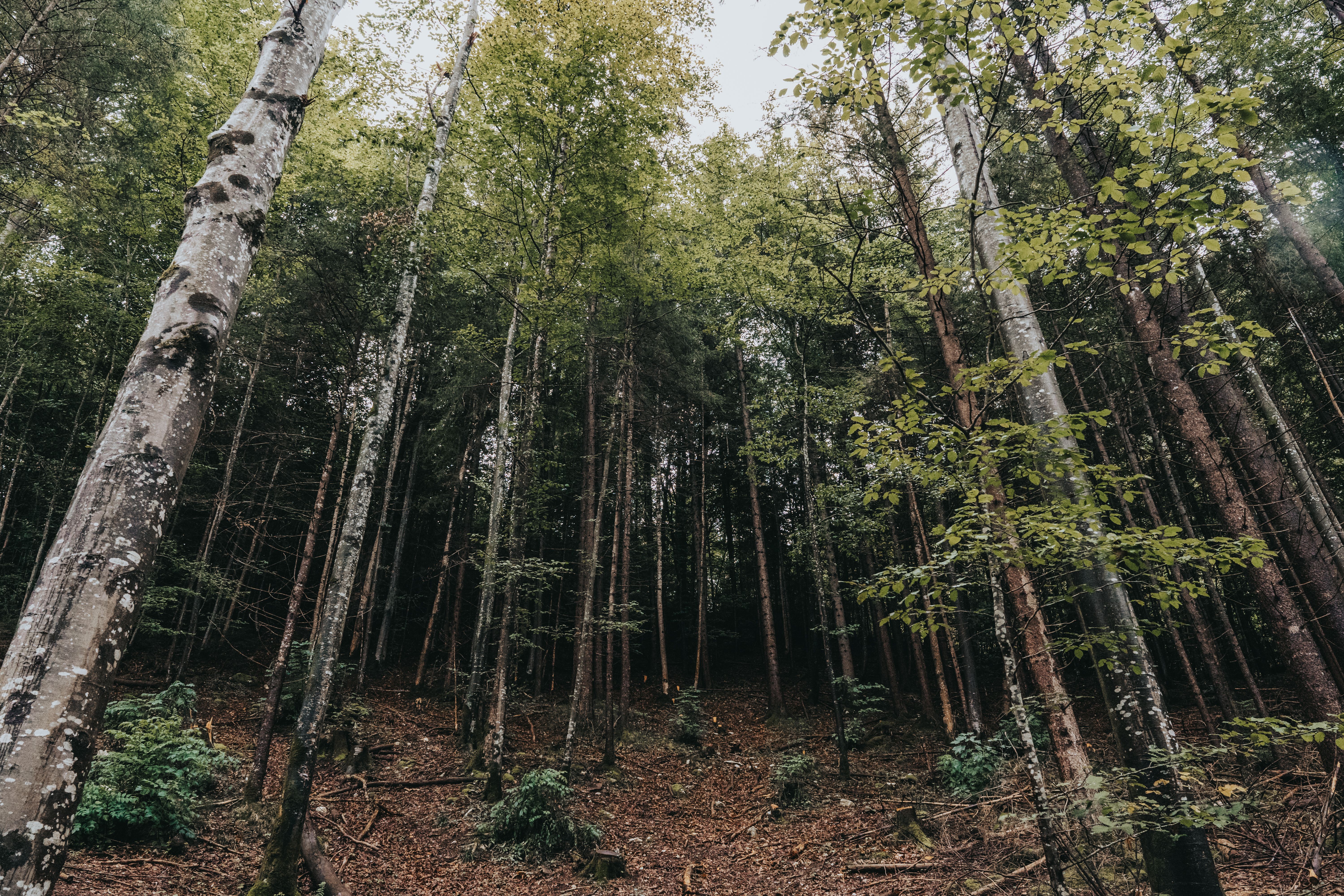 Wald Man sieht eine kleinere Lichtung im Wald