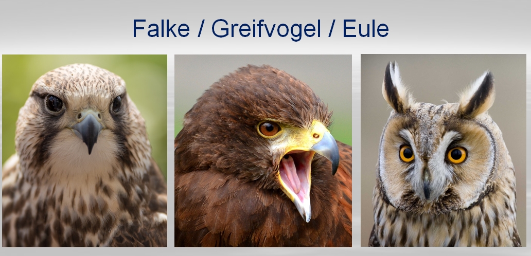 Eulen, Falken und Greifvögel – Lebensweise, Biologie und Beziehung zum Mensch Falke, Greifvogel, Eule