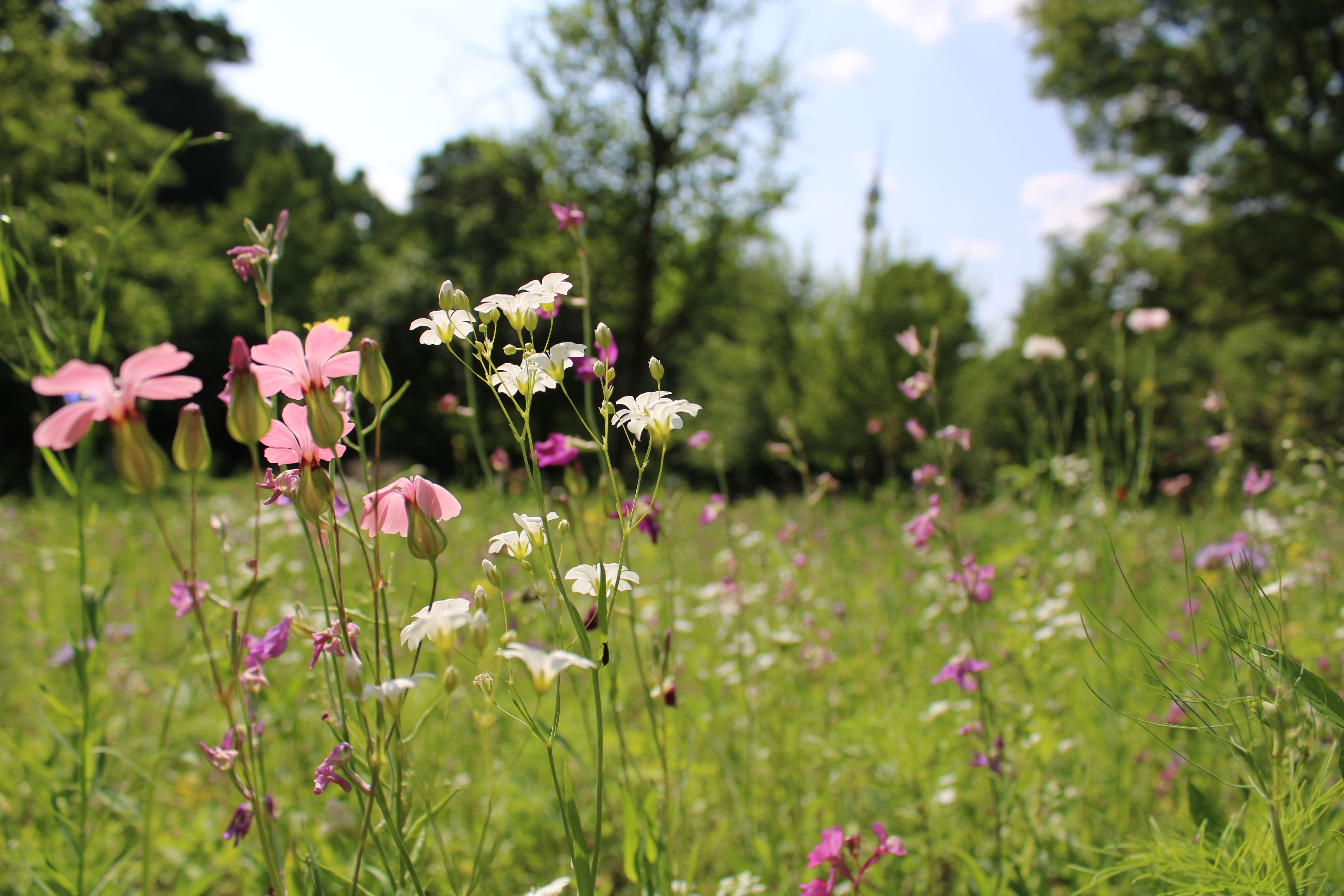 Wildblumenwiese_Dortmund_Mathilde König_2025 Das Foto zeigt verschiedene bunte blühende Blumen, die eine wichtige Nahrung für verschiedene Insekten sind und wiederum von den Insekten bestäubt werden.
