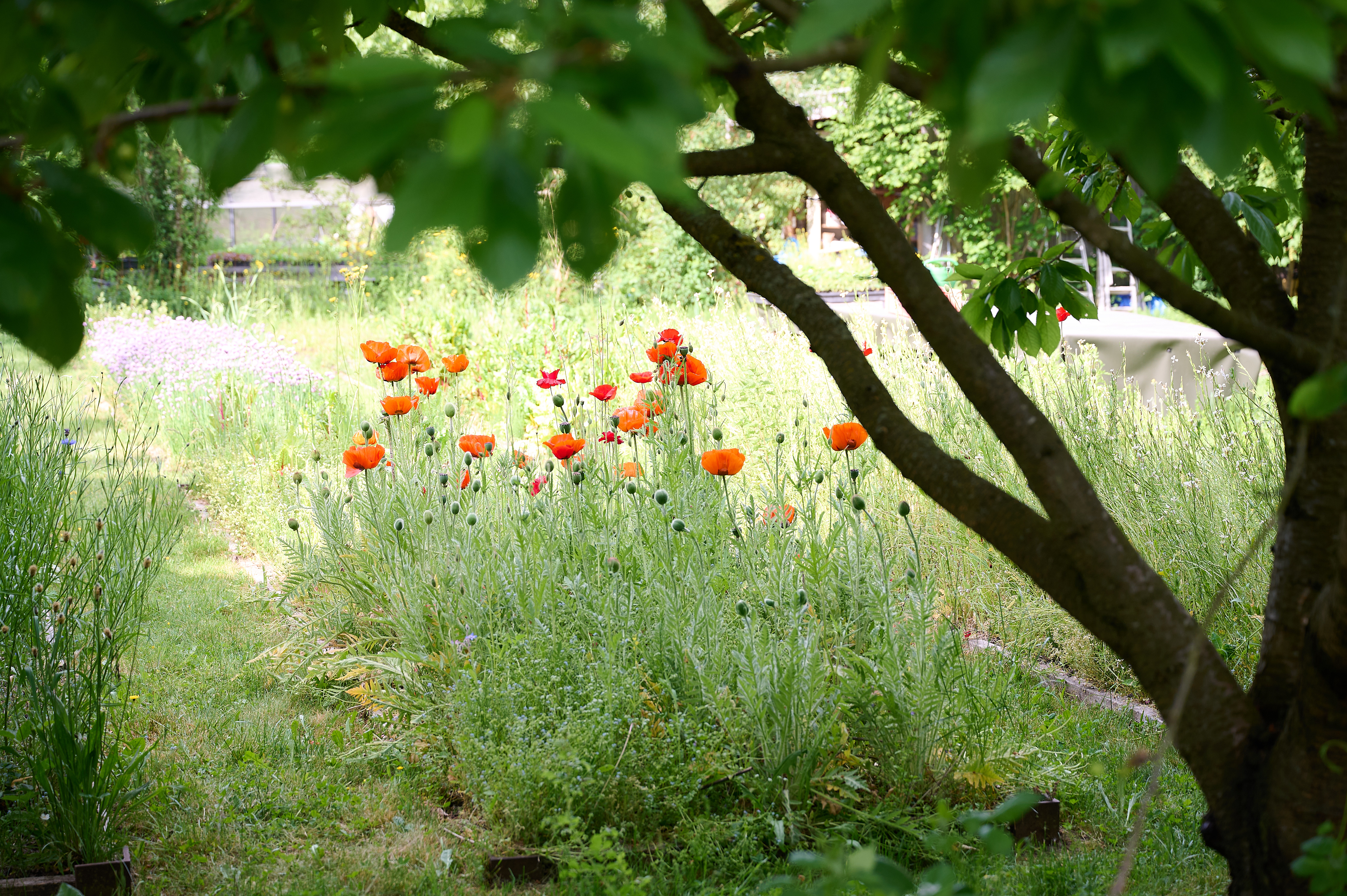 greenJews Flowers in Bonnekamphöhe