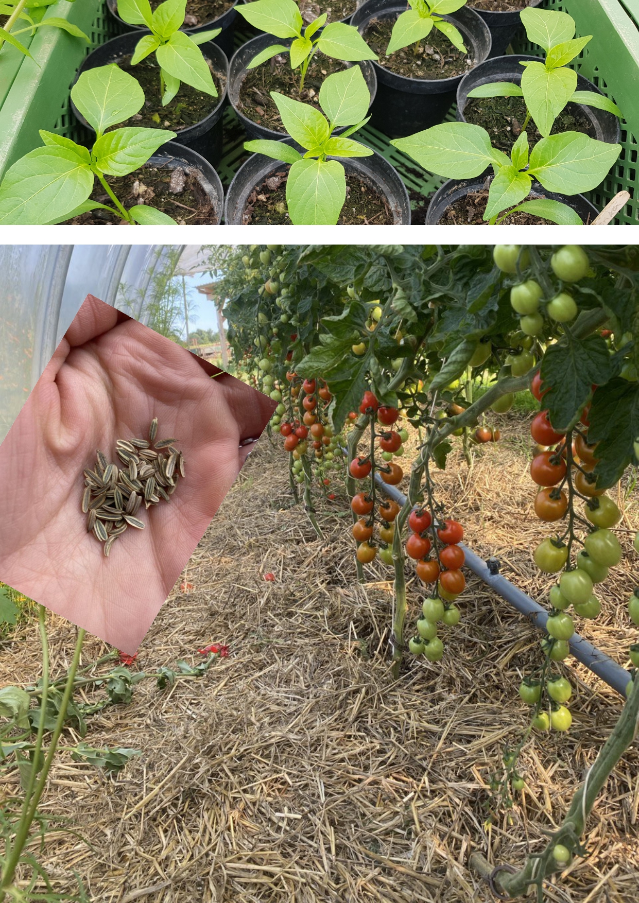 Gemüseanbau_Achterholt_2024 Das Bild zeigt drei Fotos. Im obersten sind Jungpflanzen in Pflanztöpfen zu sehen. Links ein Foto mit Samen in einer Handfläche. Rechts, das größte Bild, zeigt Tomatenpflanzen mit Tomatenrispen, an denen grüne und rote Tomaten hängen.