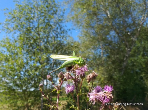Grünes Heupferd Auf diesem Bild sehen wir ein Grünes Heupferd auf einer Distel