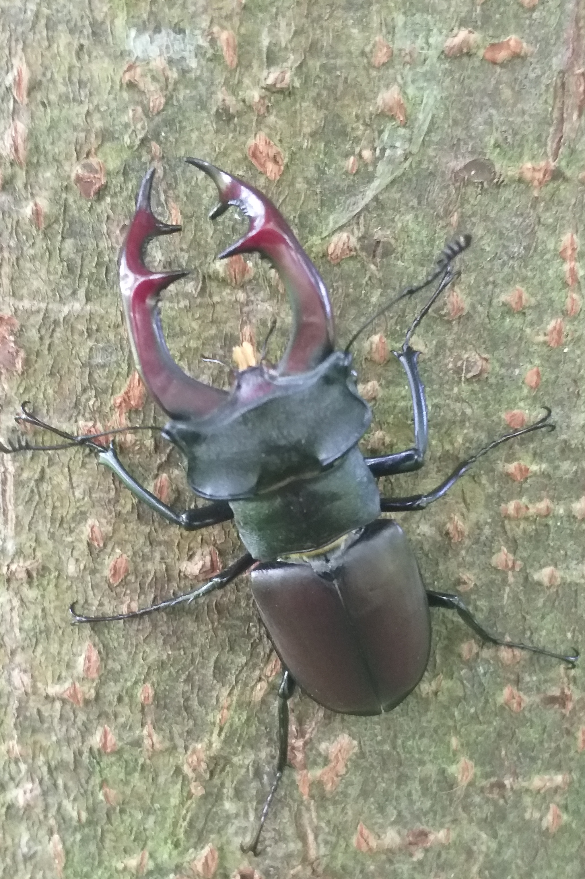 Hirschkäfer Auf diesem Bild sehen wir einen Hirschkäfer (Männchen)