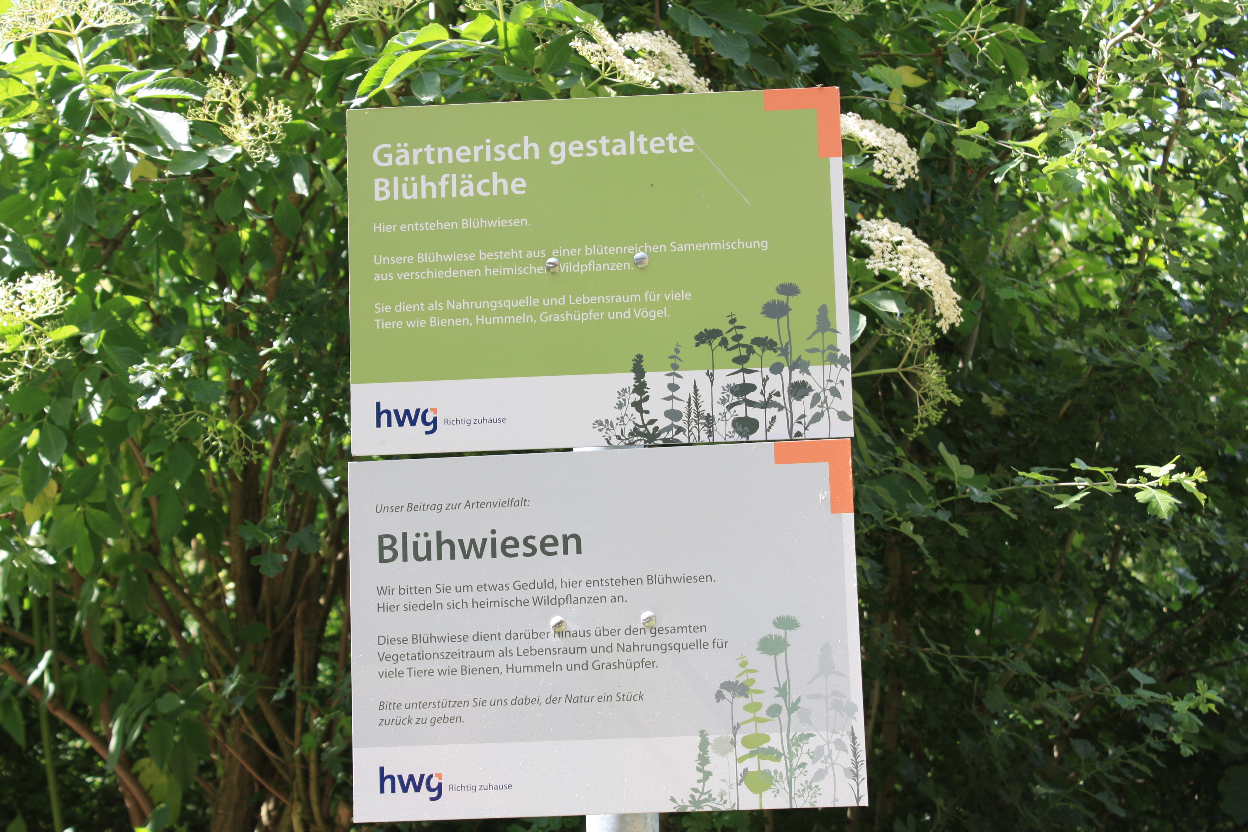 Wildwiese Schild, Beschreibung Blühwiesen