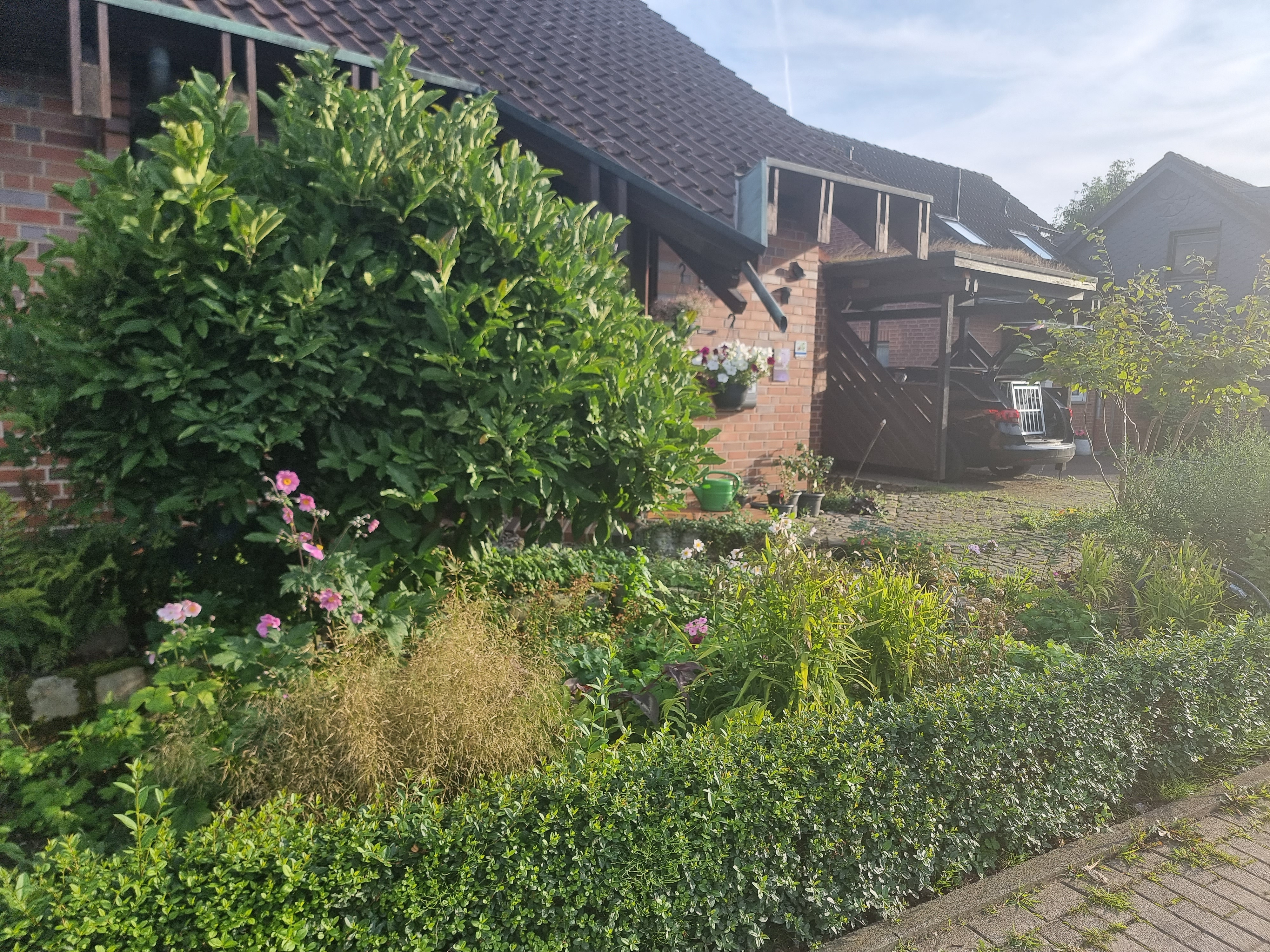 Wettbewerb_Grüner Vorgarten_Lünen_2023 Staudengarten vor Haus mit Hasel