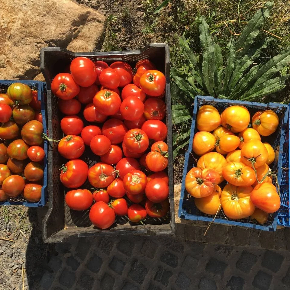 FoodConnectRuhr2 lokale Ernte (Tomaten)