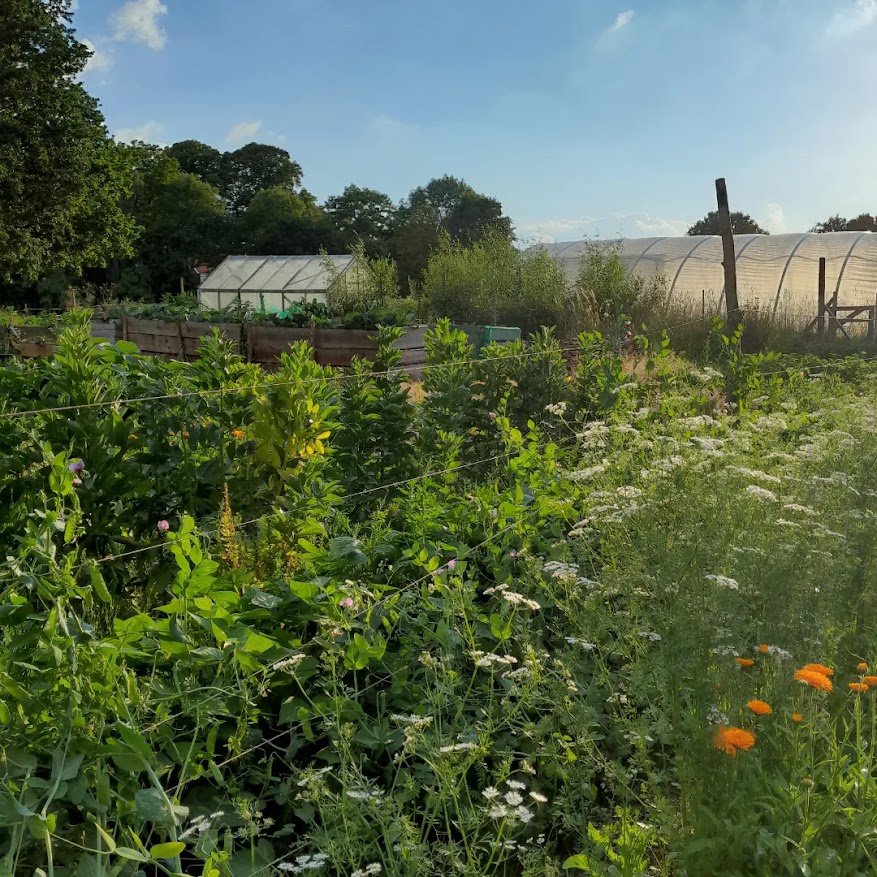 FoodConnectRuhr Gemüsegarten mit Treibhaus und Folientunnel im Hintergrund
