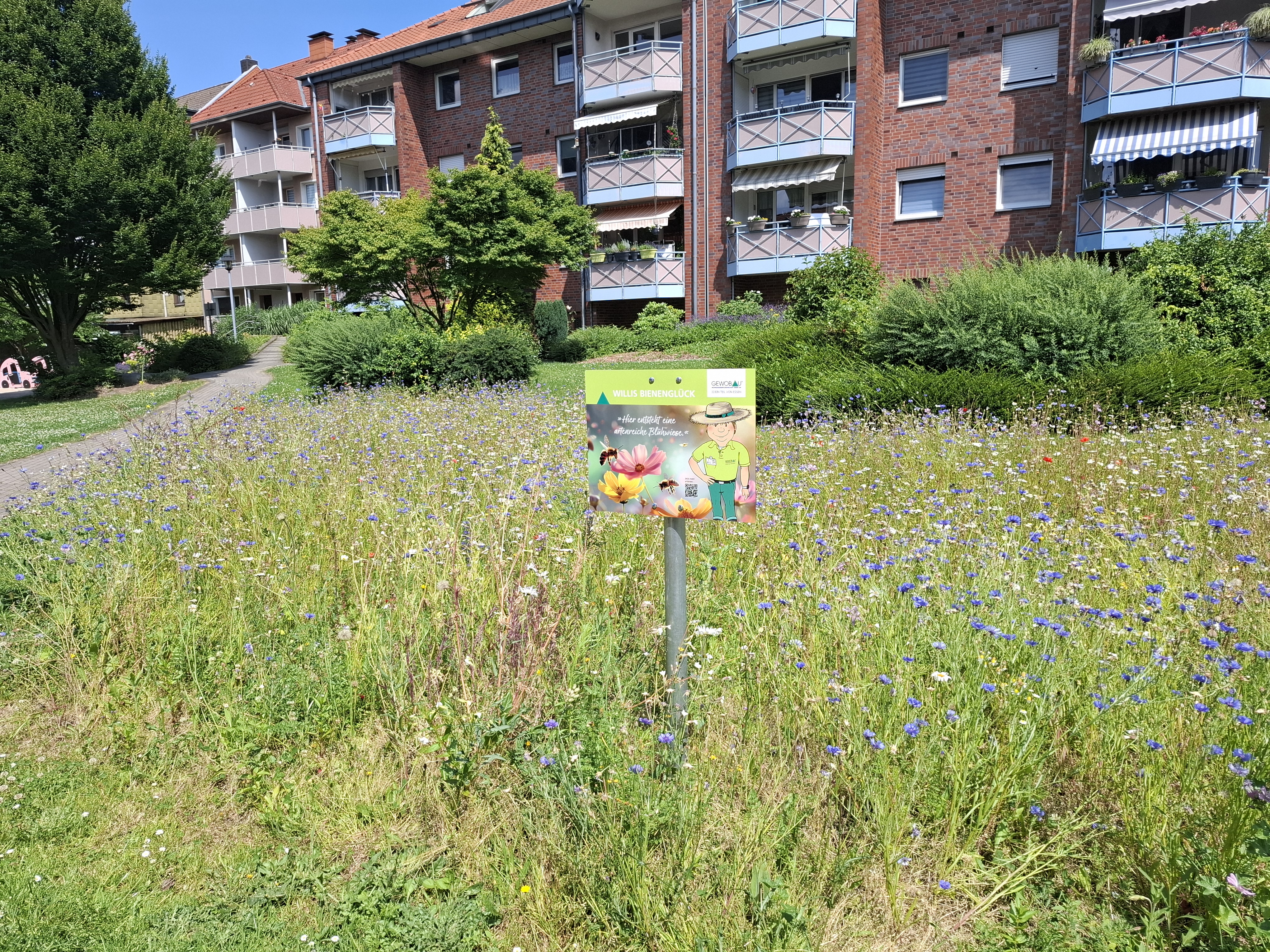 Bienenweide inmitten von Wohnbebauung