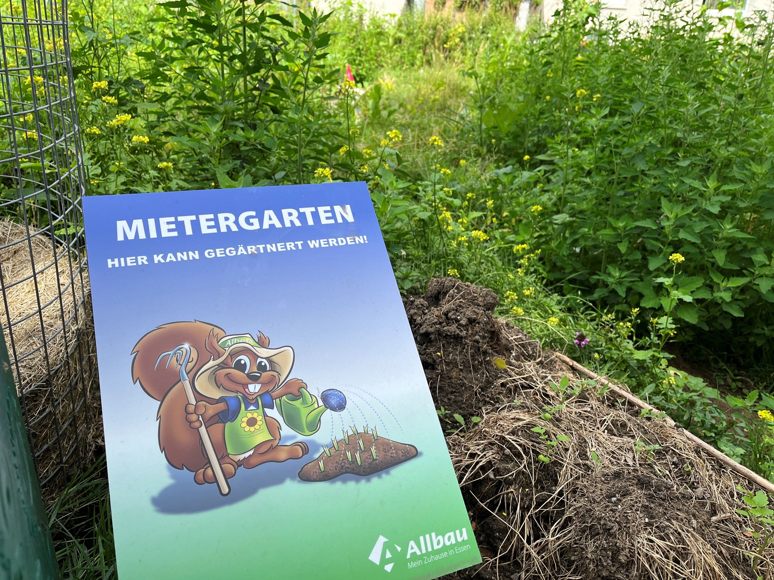 Mietergarten auf den Außenflächen Schwanenbuschstraße in Essen