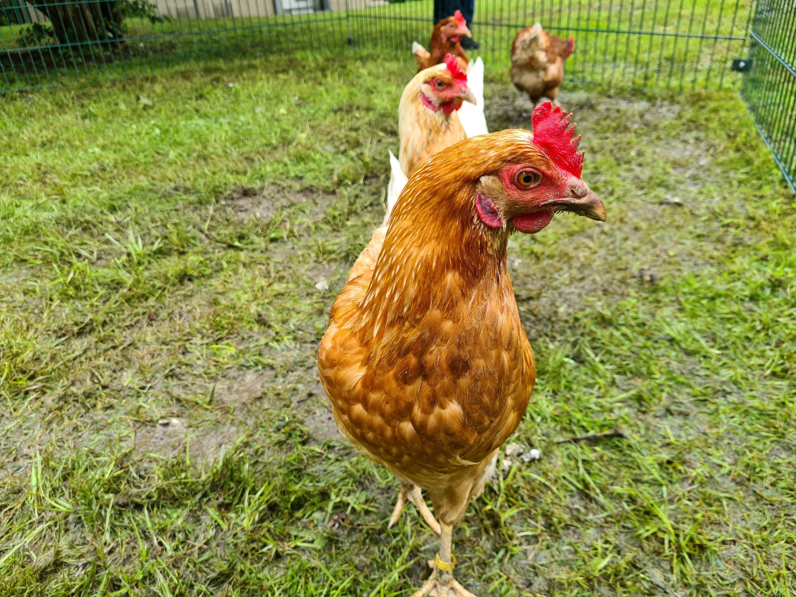 Hühner auf den Außenflächen Schwanenbuschstraße in Essen