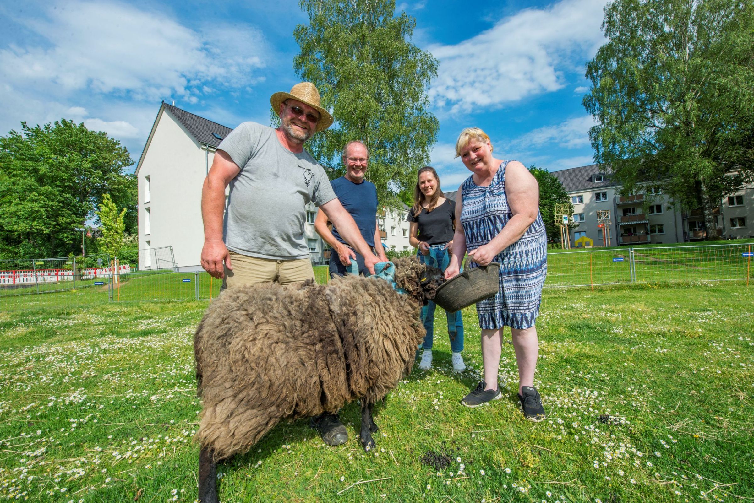 Schaffütterung  auf den Außenflächen Schwanenbuschstraße in Essen