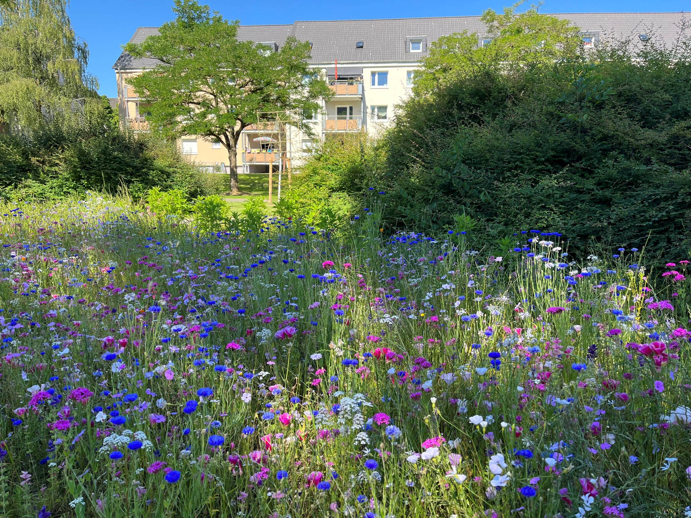 Wildblumen auf den Außenflächen Schwanenbuschstraße in Essen