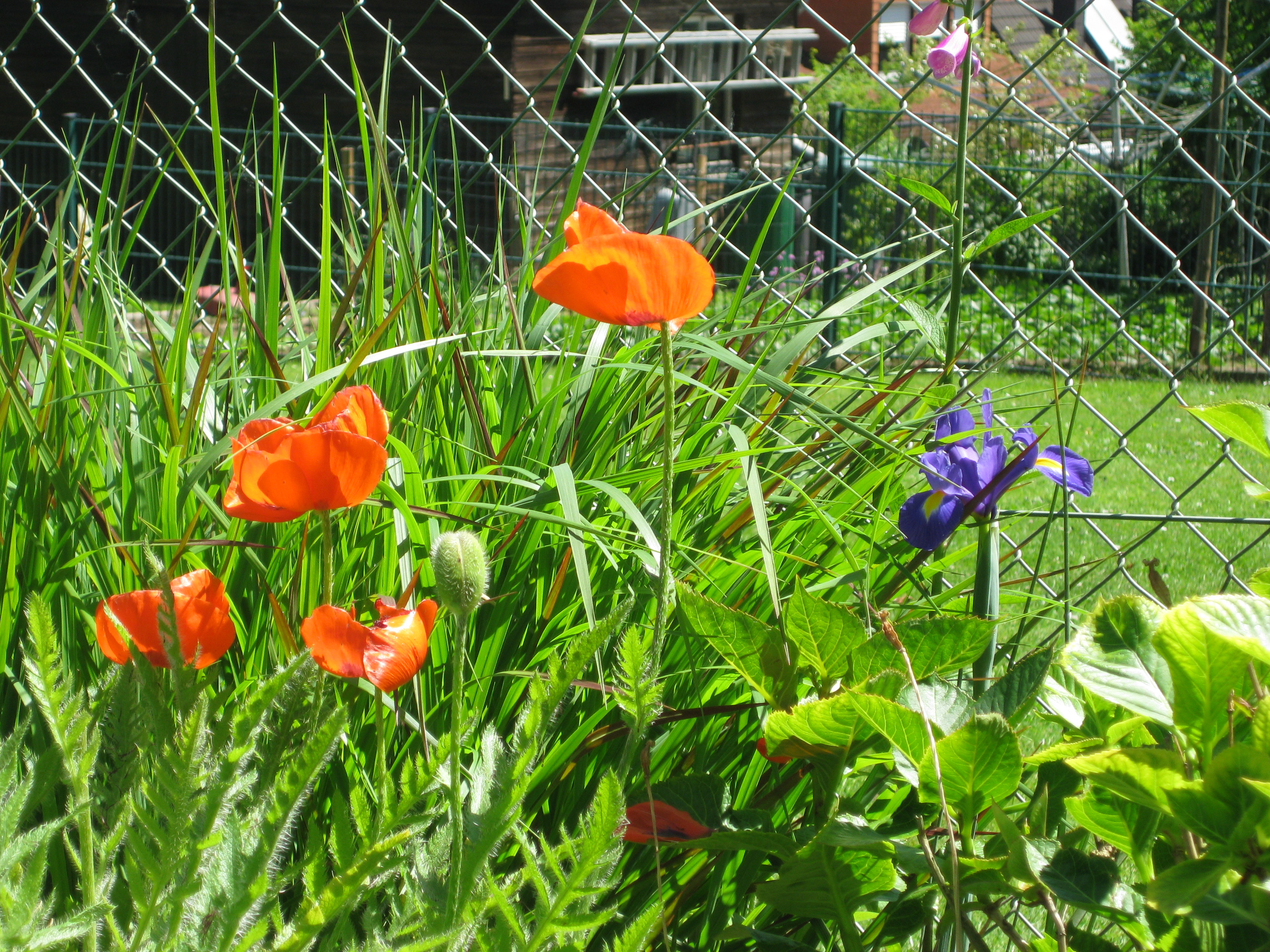 Blumenwiese