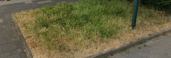 Blumenwiesenprojekt Florastraße/Alfredstraße aktuell noch Hundewiese, bald Bienenparadies