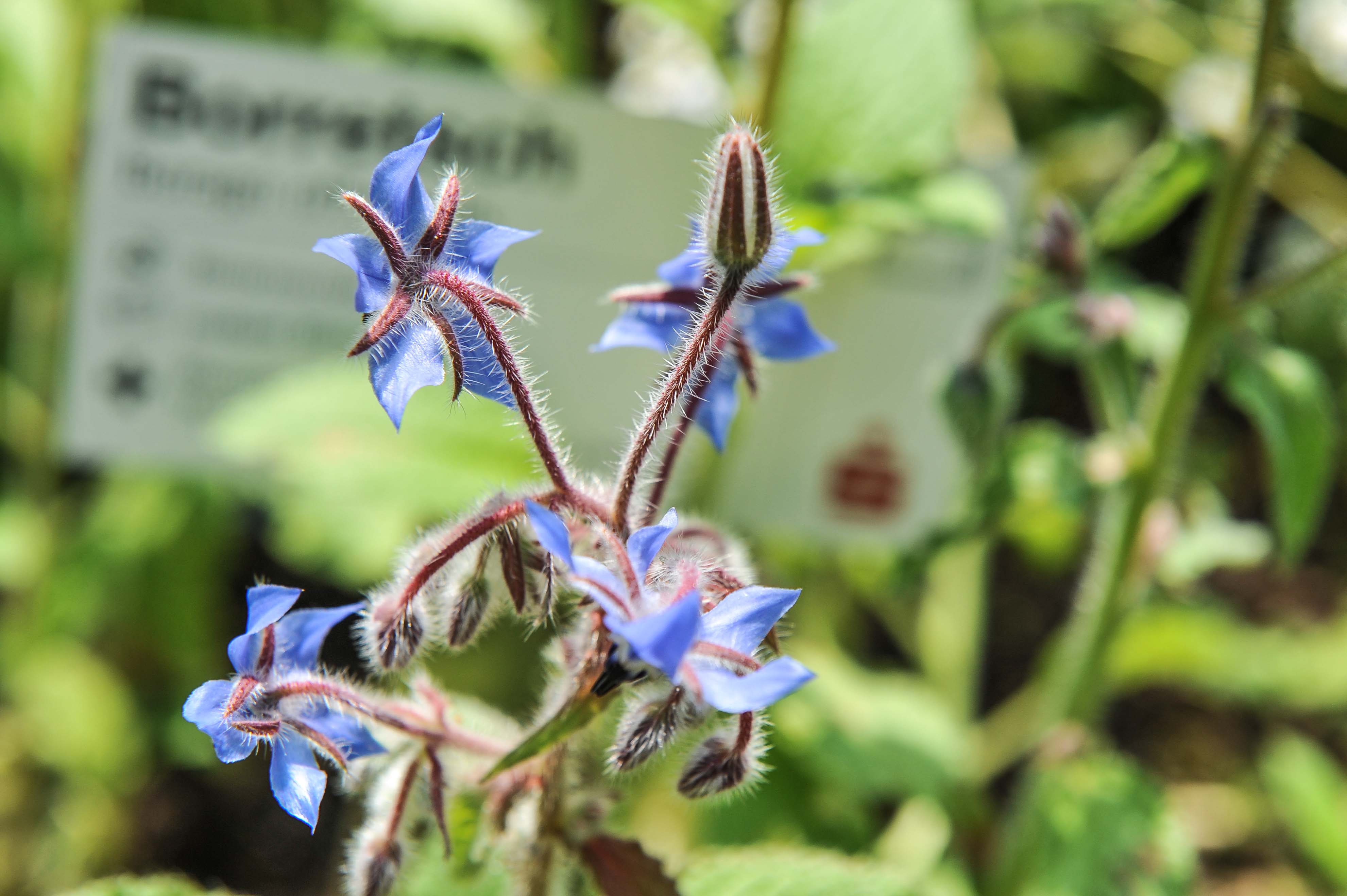 Kräutergarten Kloster Saarn_Stefanie Horn_2017 Borretschblüte
