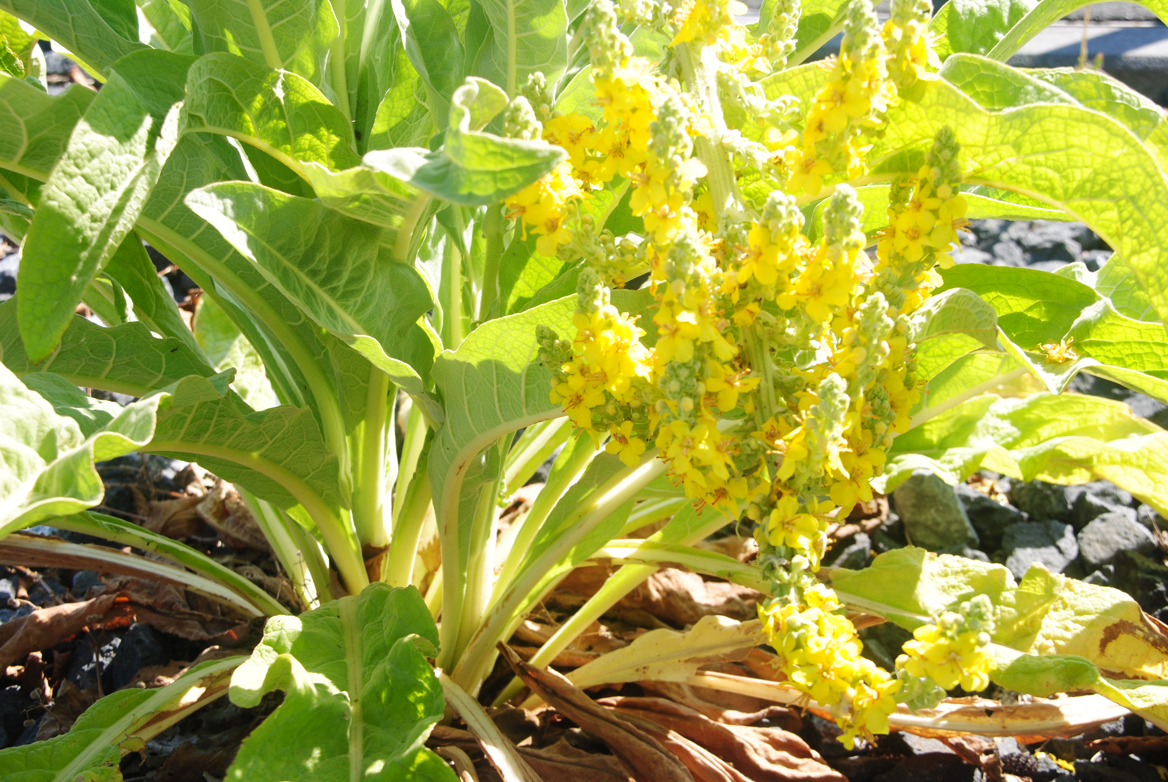 Prächtige Königskerze