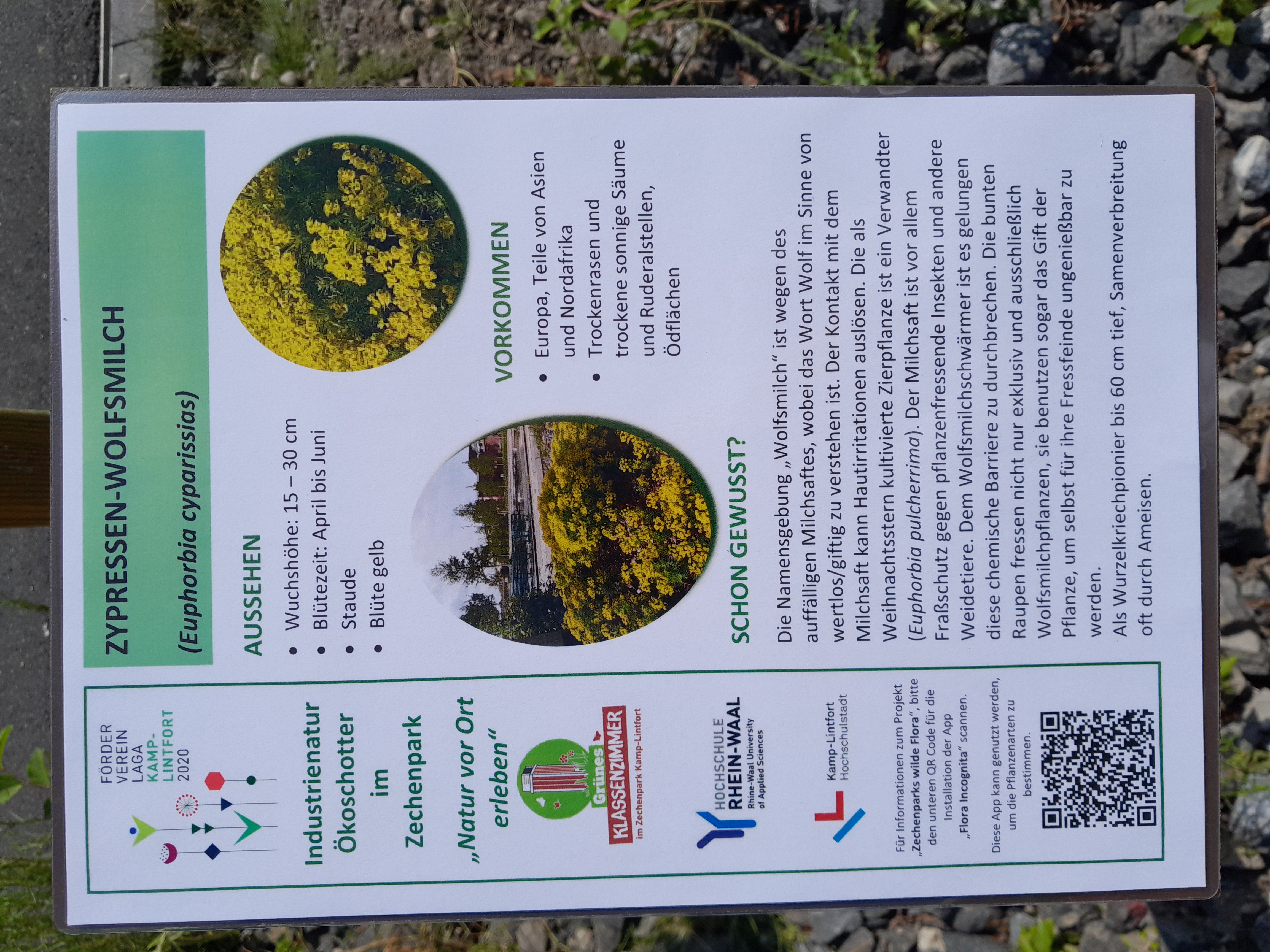 Zechenparks_wilde_Flora_Jonas_Schmitz_2024 Infotafel im Ökoschotter