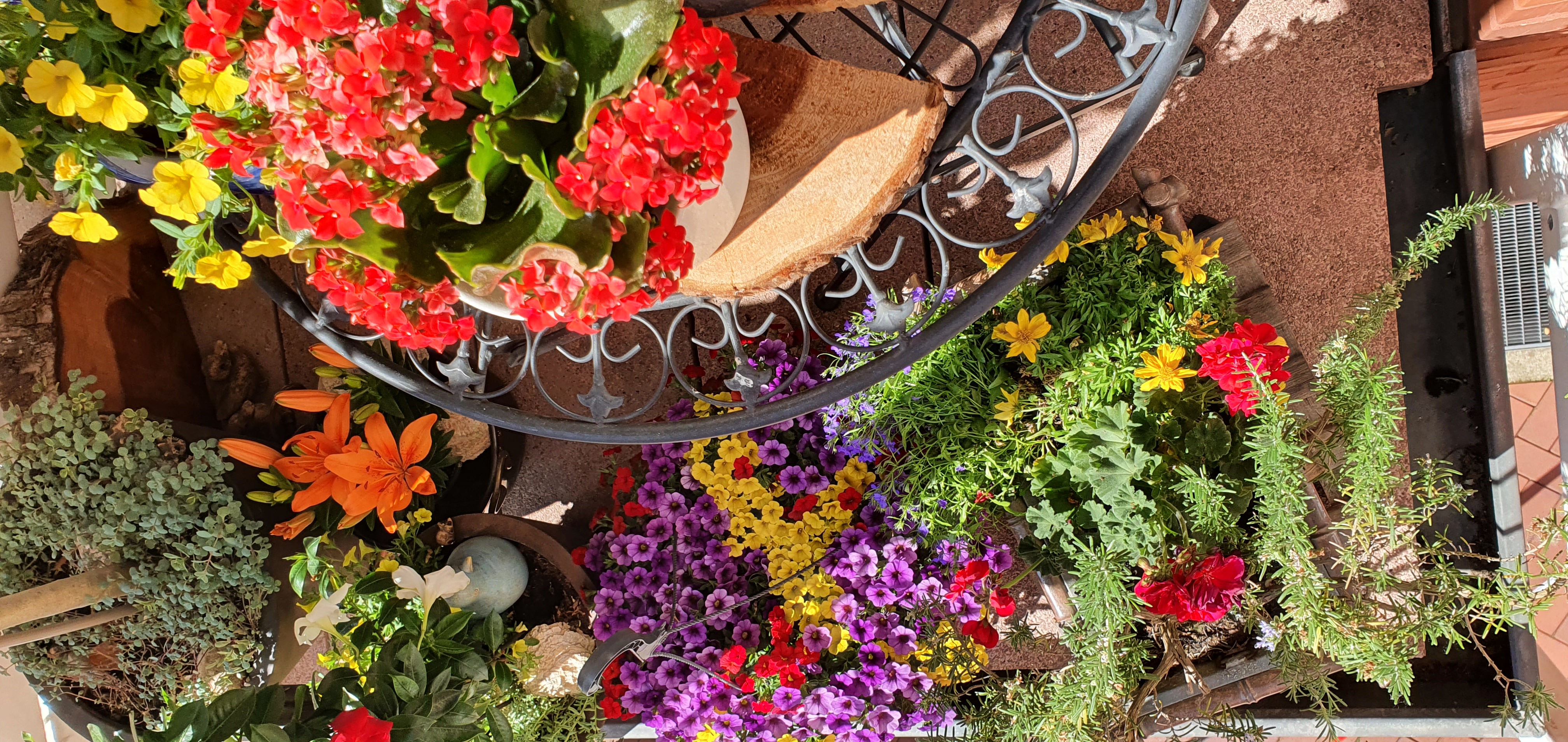 Minibalkon_Essen_Moehle_2023 Eine kleine Balkonfläche mit bunten Sommerblumen bepflanzt