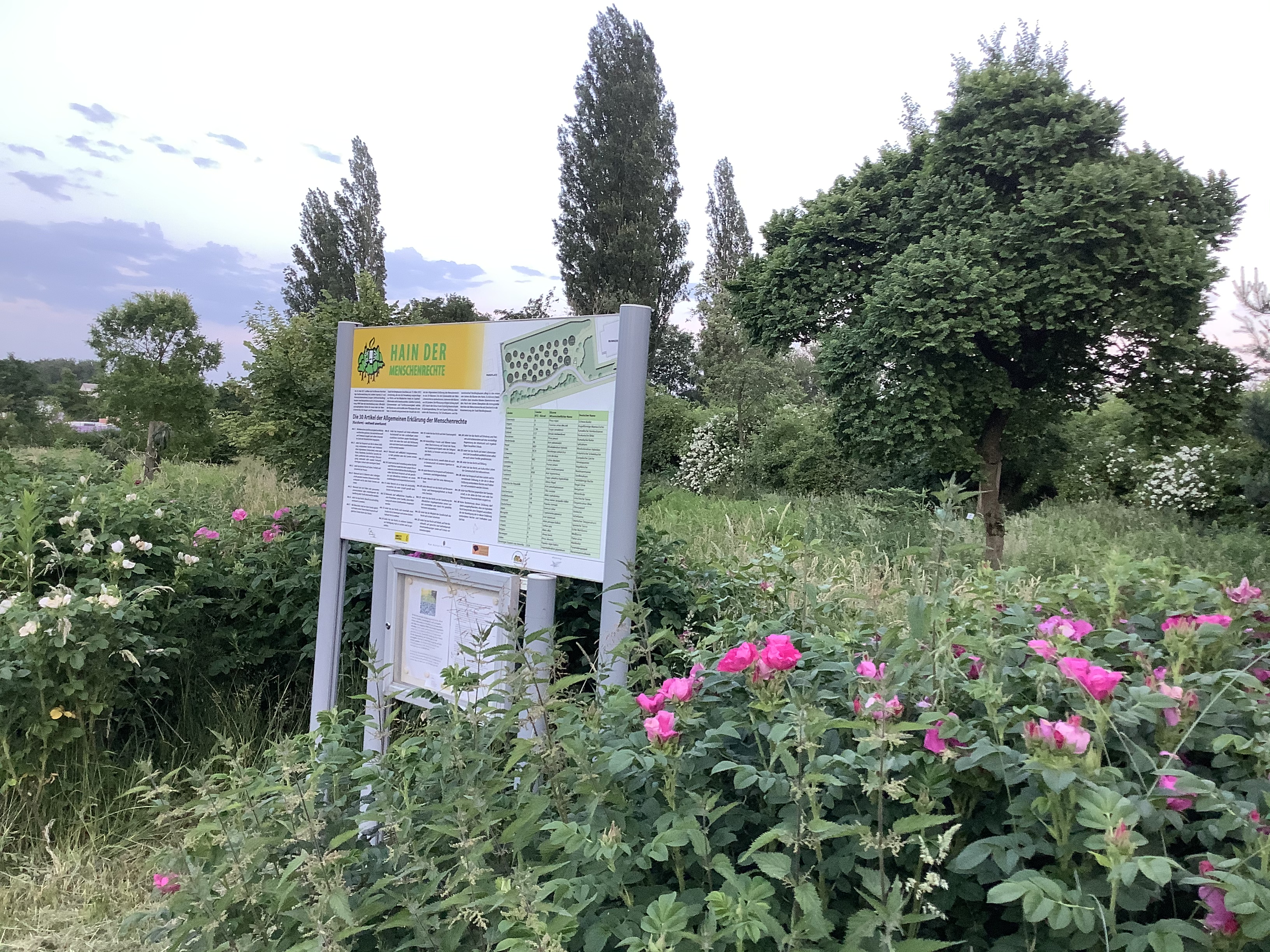 Hain der Menschenrechte (HdM) Recklinghausen Blick auf die Infotafel auf den Hain der Menschenrechte, umrahmt von roten Wildrosen