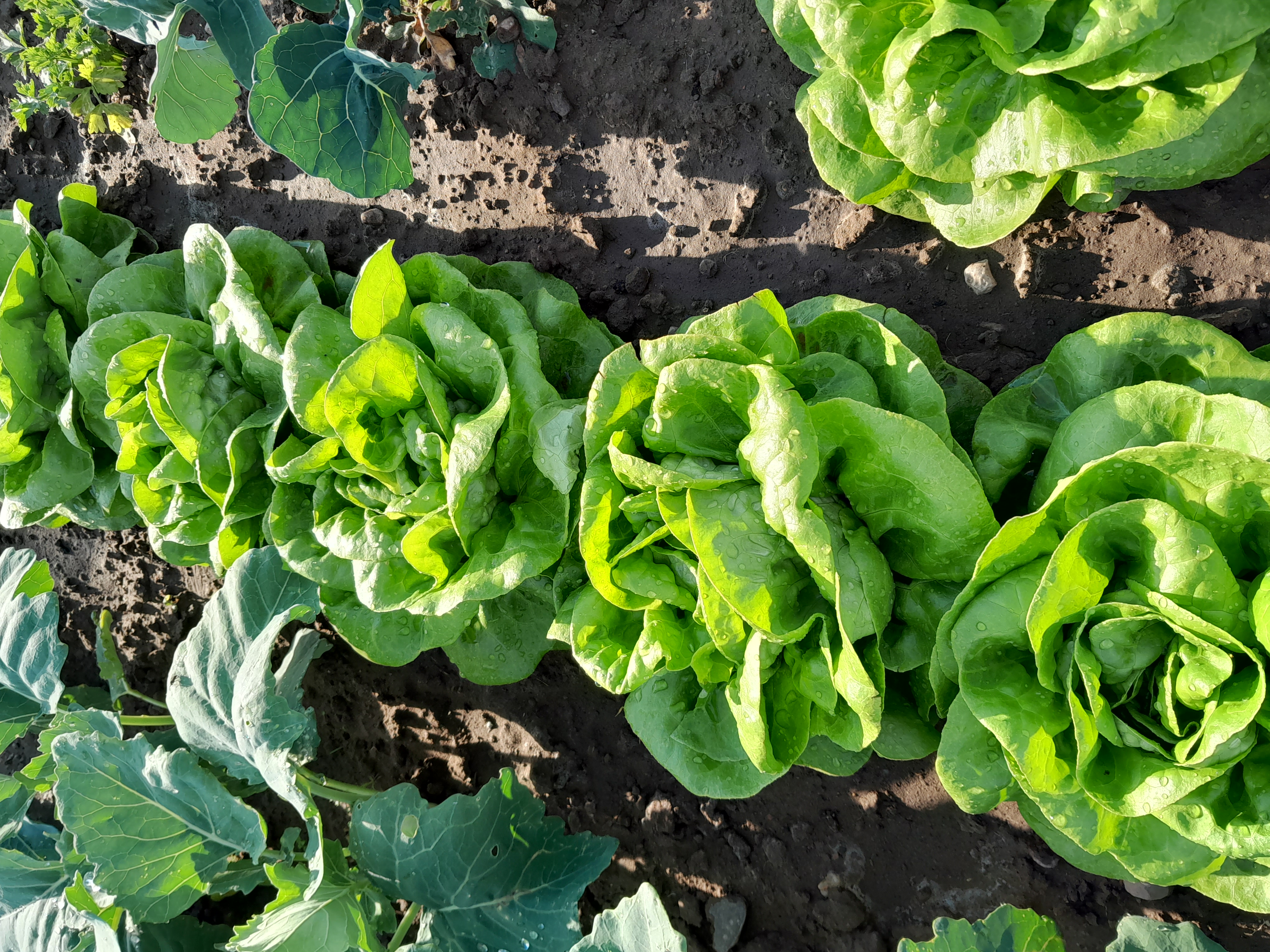 Mietgarten Bochum Salatköpfe in Reihe