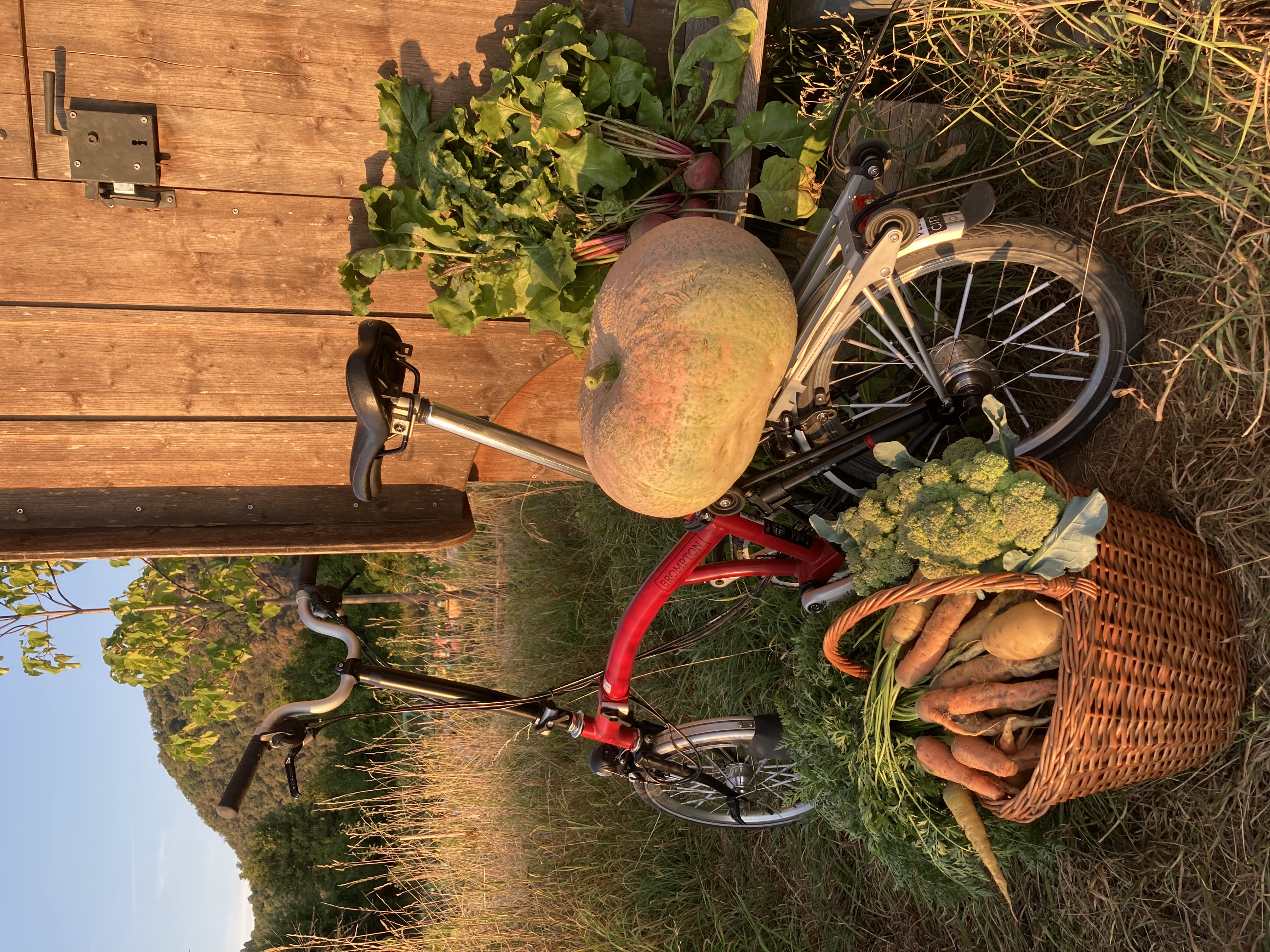 Mietgarten Bochum Ein Fahrrad, das an einer Holzwand lehnt und mit Erntekörben voller Gemüse beladen ist