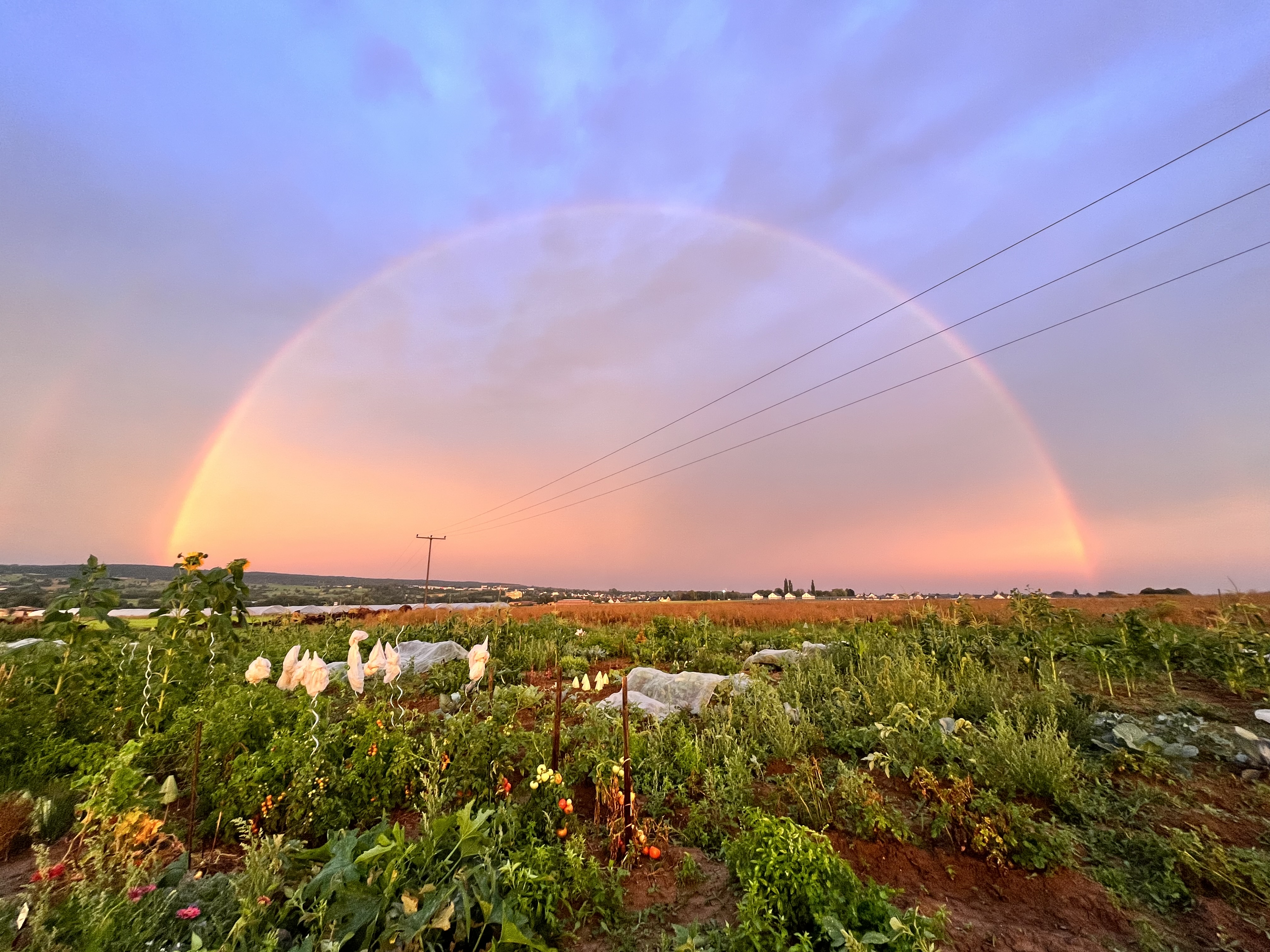 Mietgärten Essen Regenbogen im Abendlicht über Mietgärten