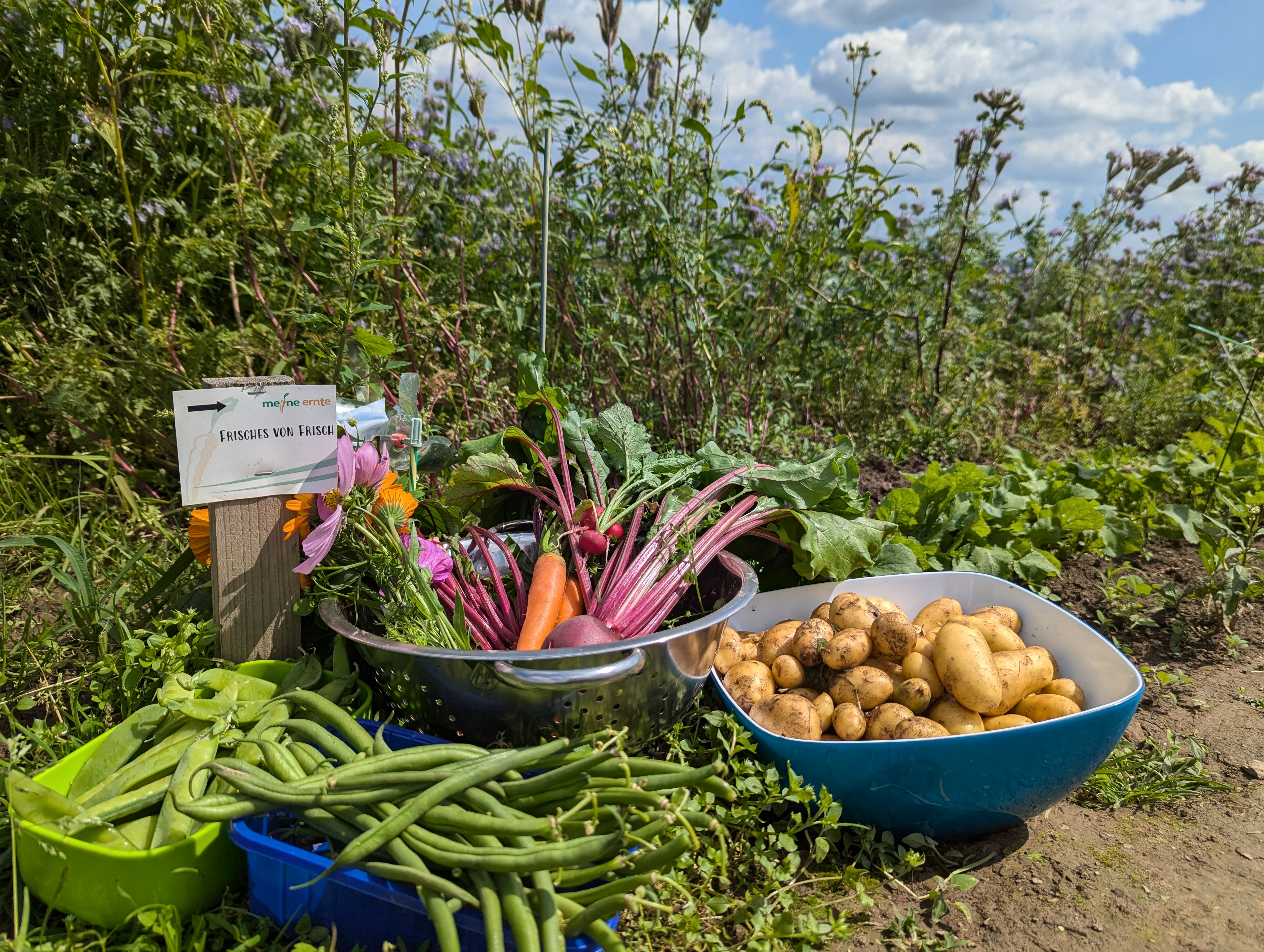 Mietgarten Düsseldorf Viele geerntete Gemüsekulturen werden präsentiert