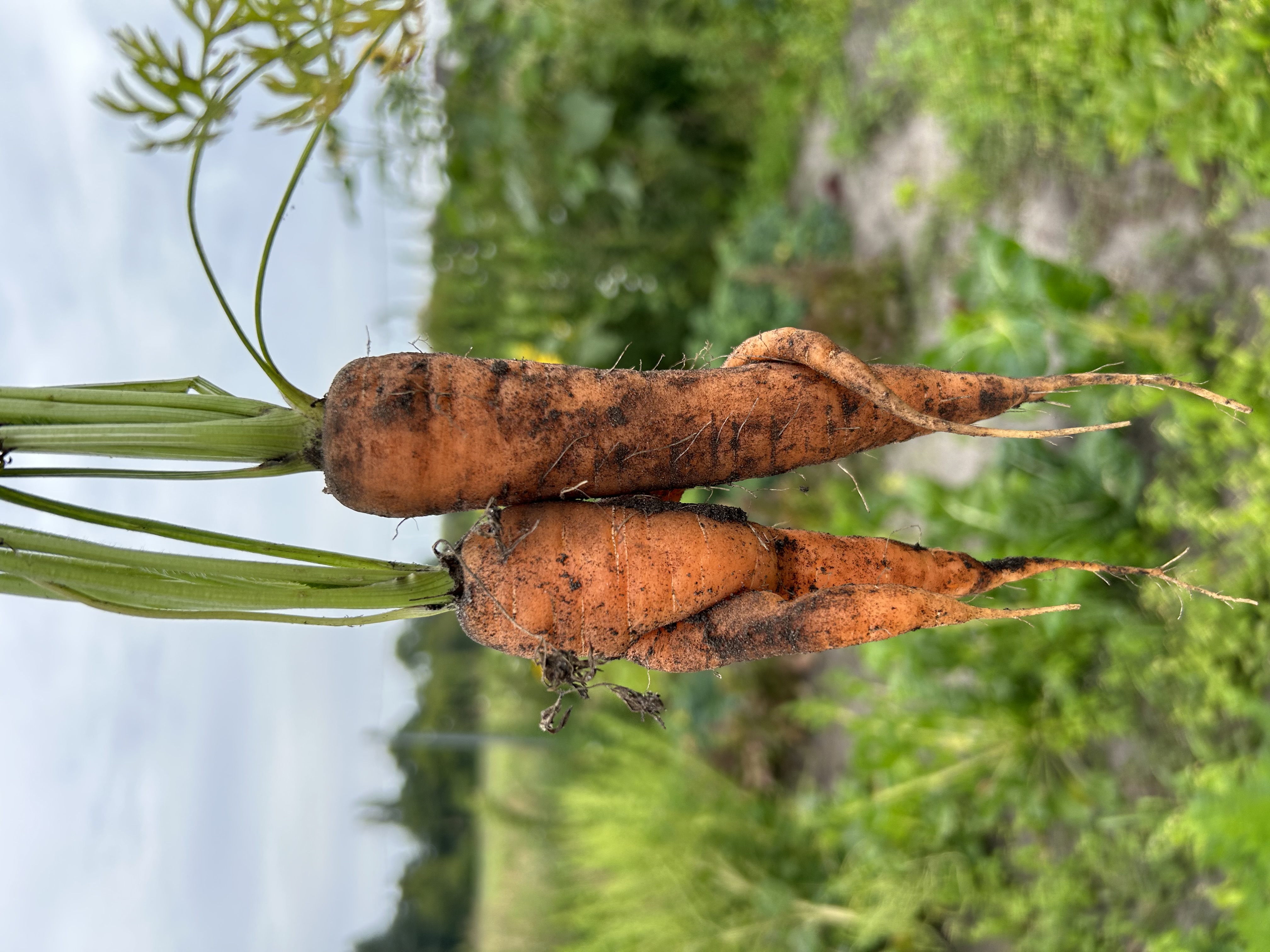 Mietgarten Essen Zwei Möhren, die aussehen, als ob sie sich umarmen