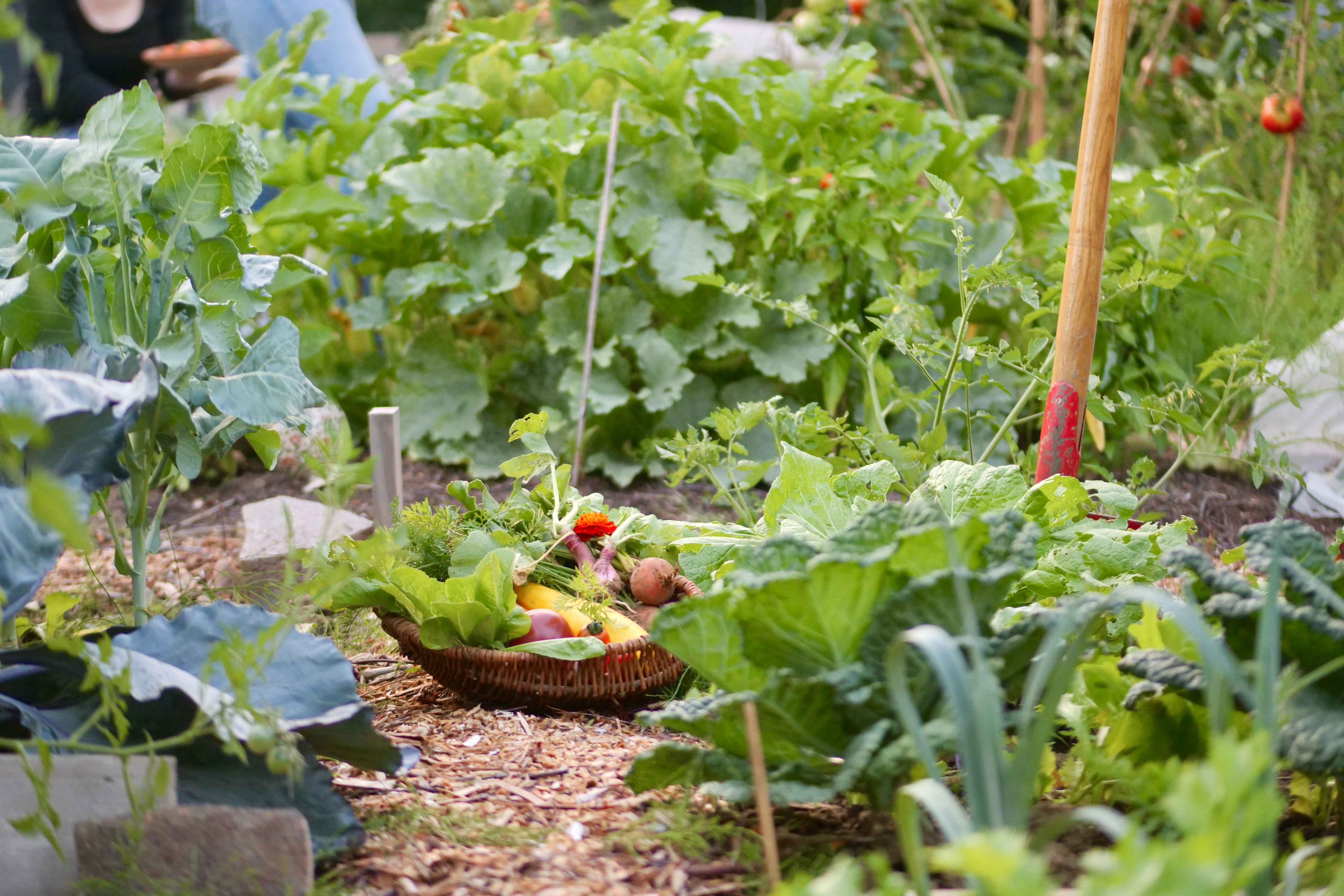 Mietgärten Herne Erntekorb im Mietgarten