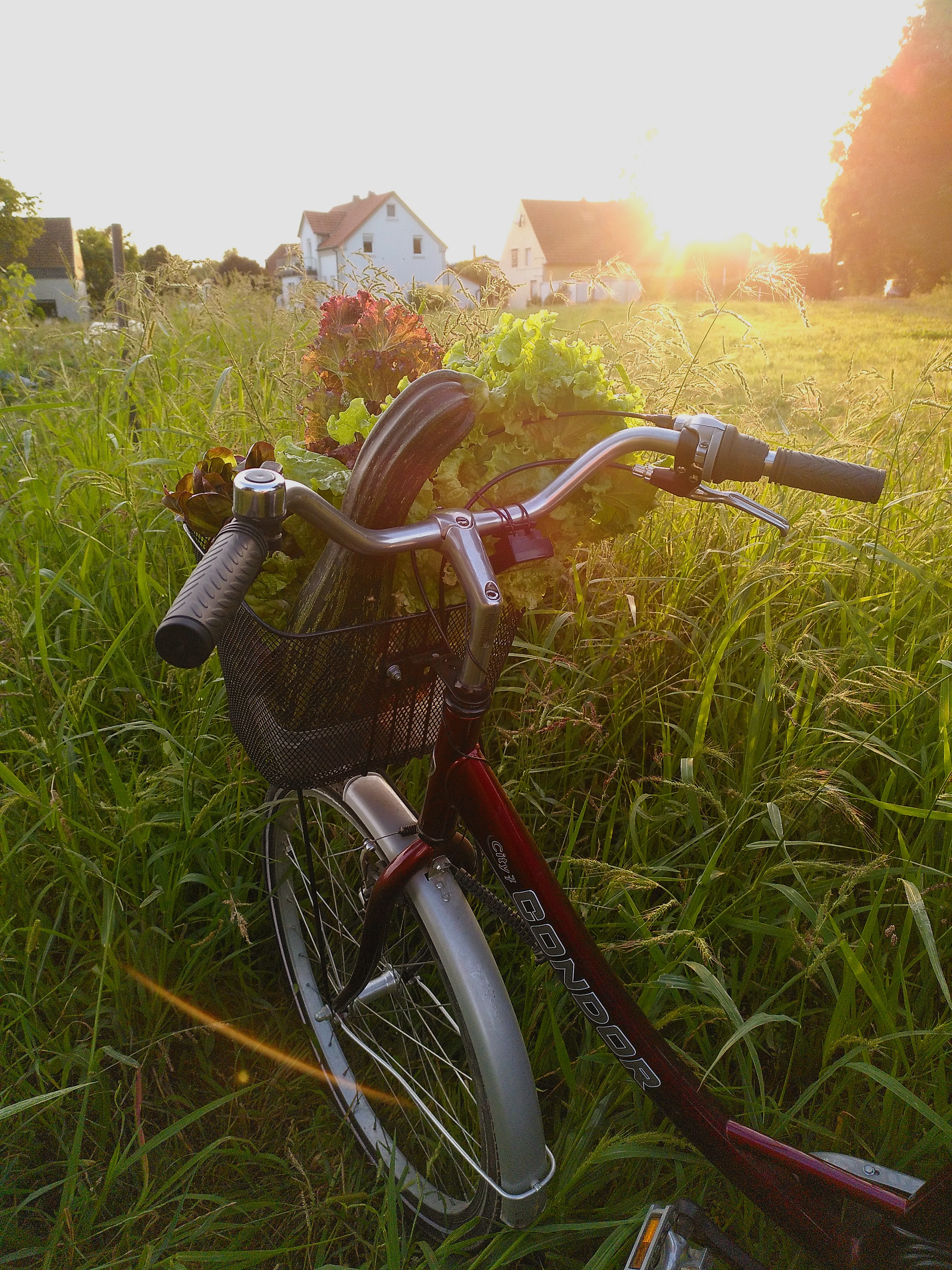 Mietgarten Düsseldorf Ein Fahrradkorb voll mit bunter Gemüseernte
