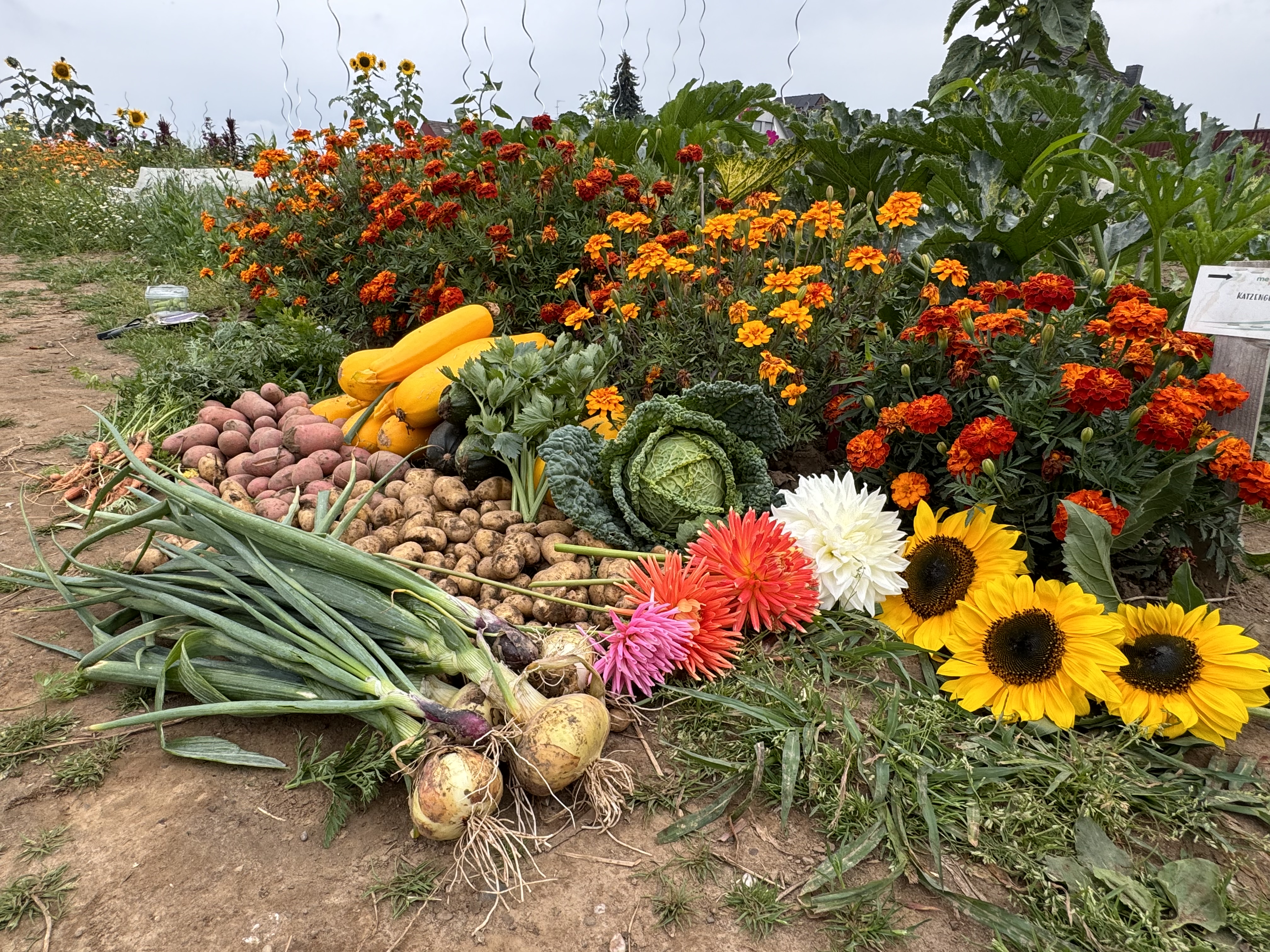 Mietgarten Düsseldorf Ein große Menge bunter Ernte wird präsentiert