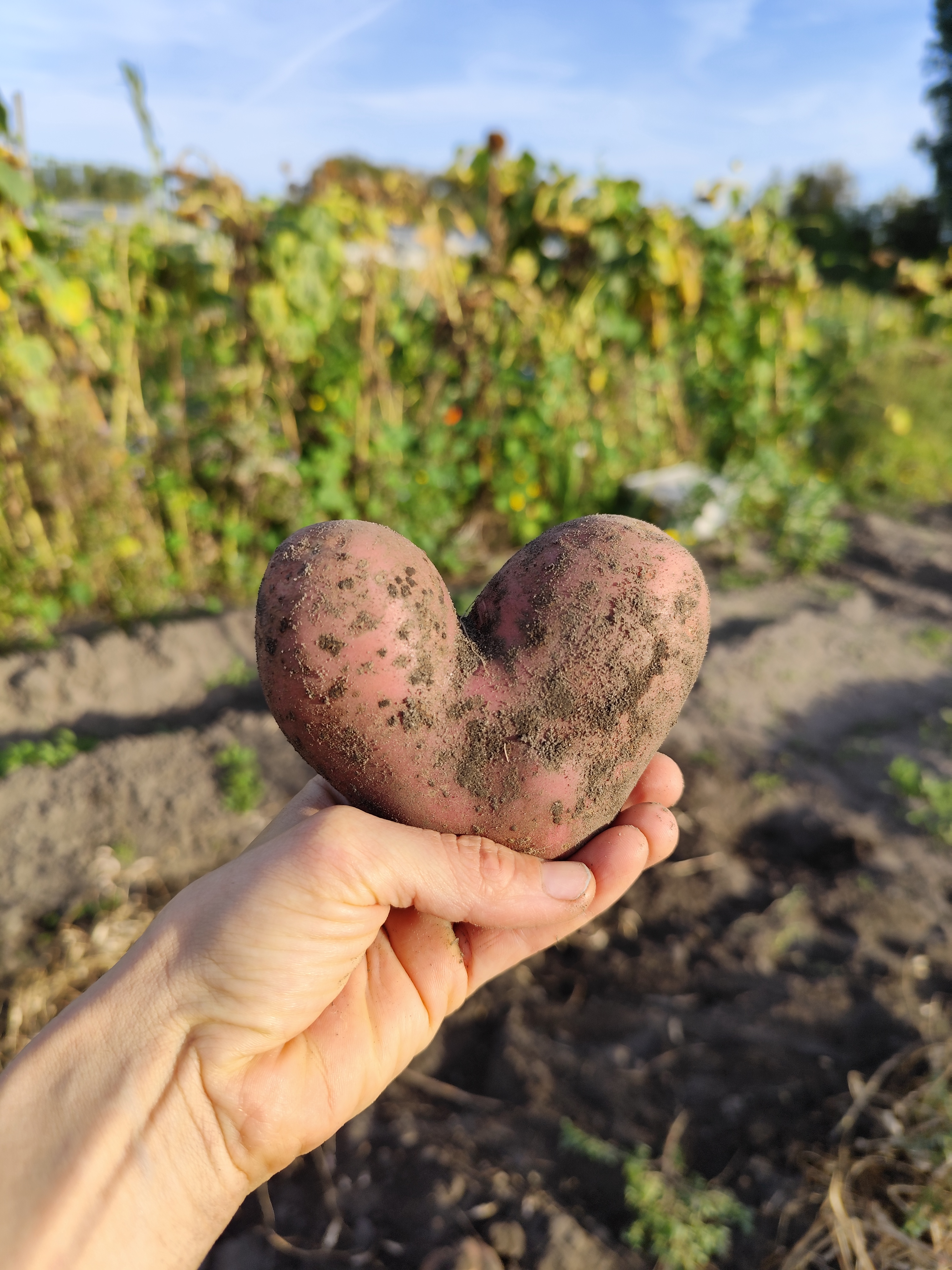 Mietgarten Düsseldorf Eine Kartoffel in Herzform