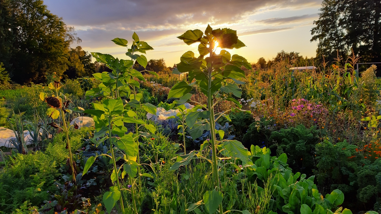 Mietgarten Bottrop Mietgärten im Abendlicht