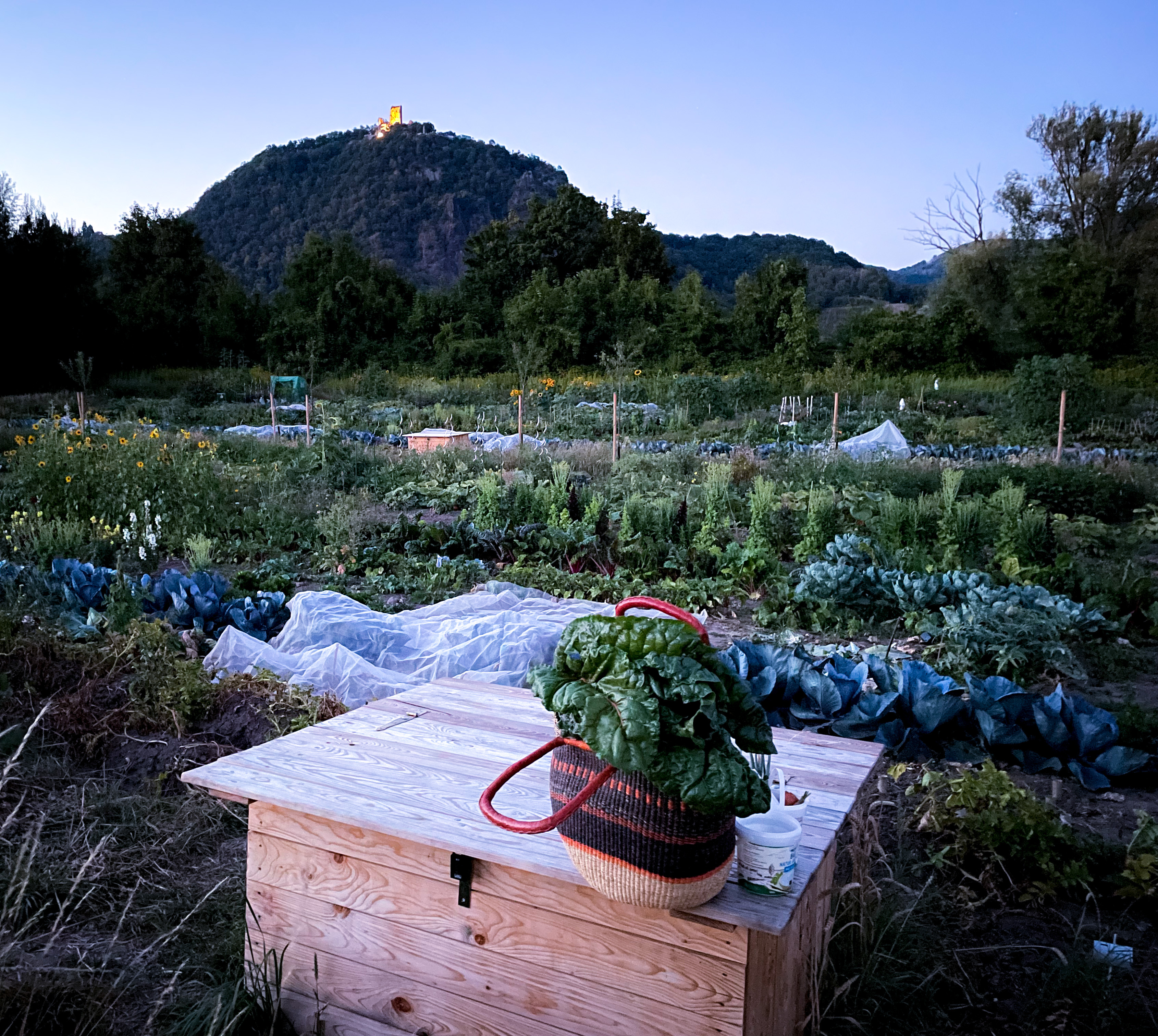 Mietgarten Bochum Ein Korb mit Mangold vor der Kulisse der Mietgärten im Abendlicht